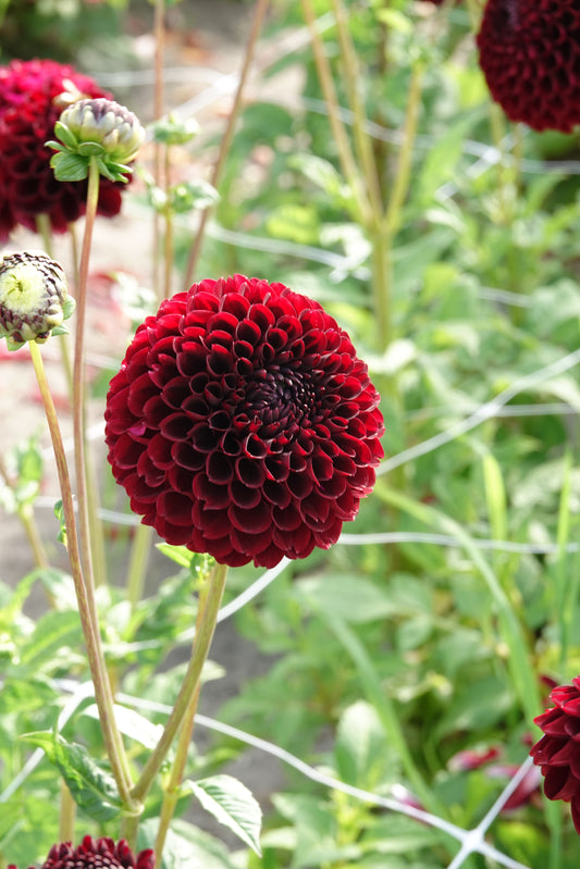 Dahlia Jowey Mirella