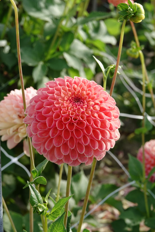 Dahlia Jowey Nicky