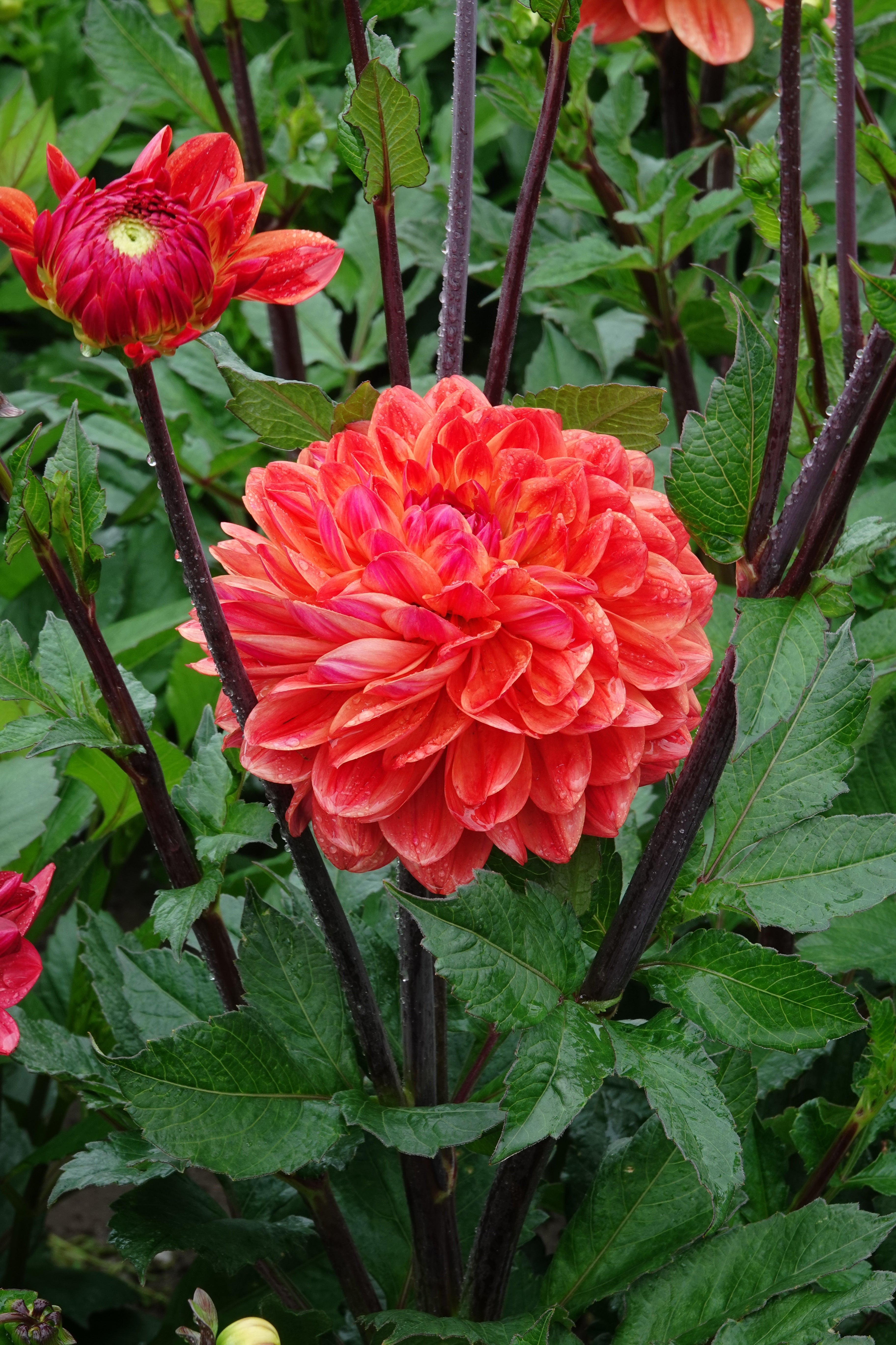 Dahlia Kees Verkade