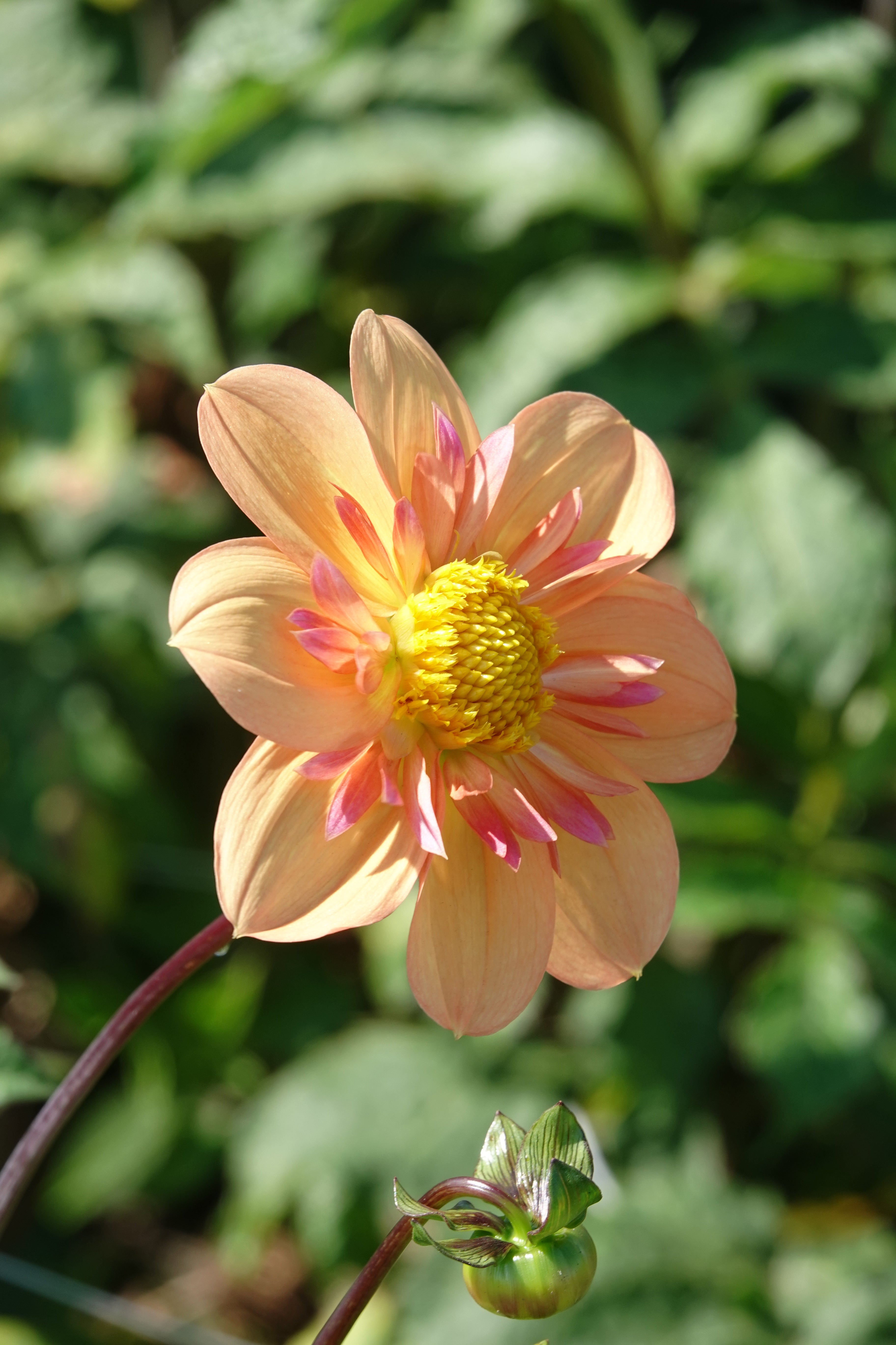 Dahlia Kelsey Annie Joy