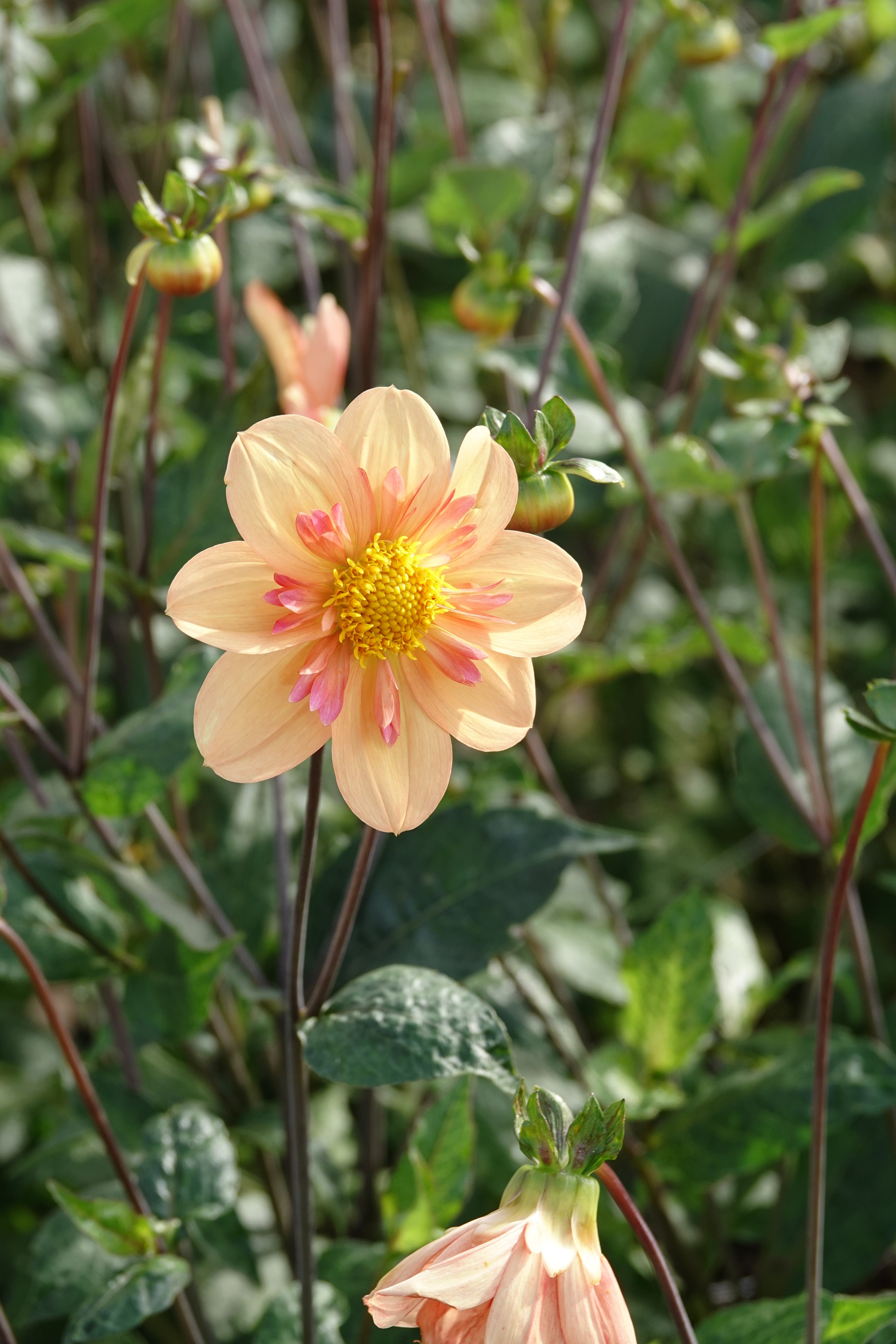 Dahlia Kelsey Annie Joy