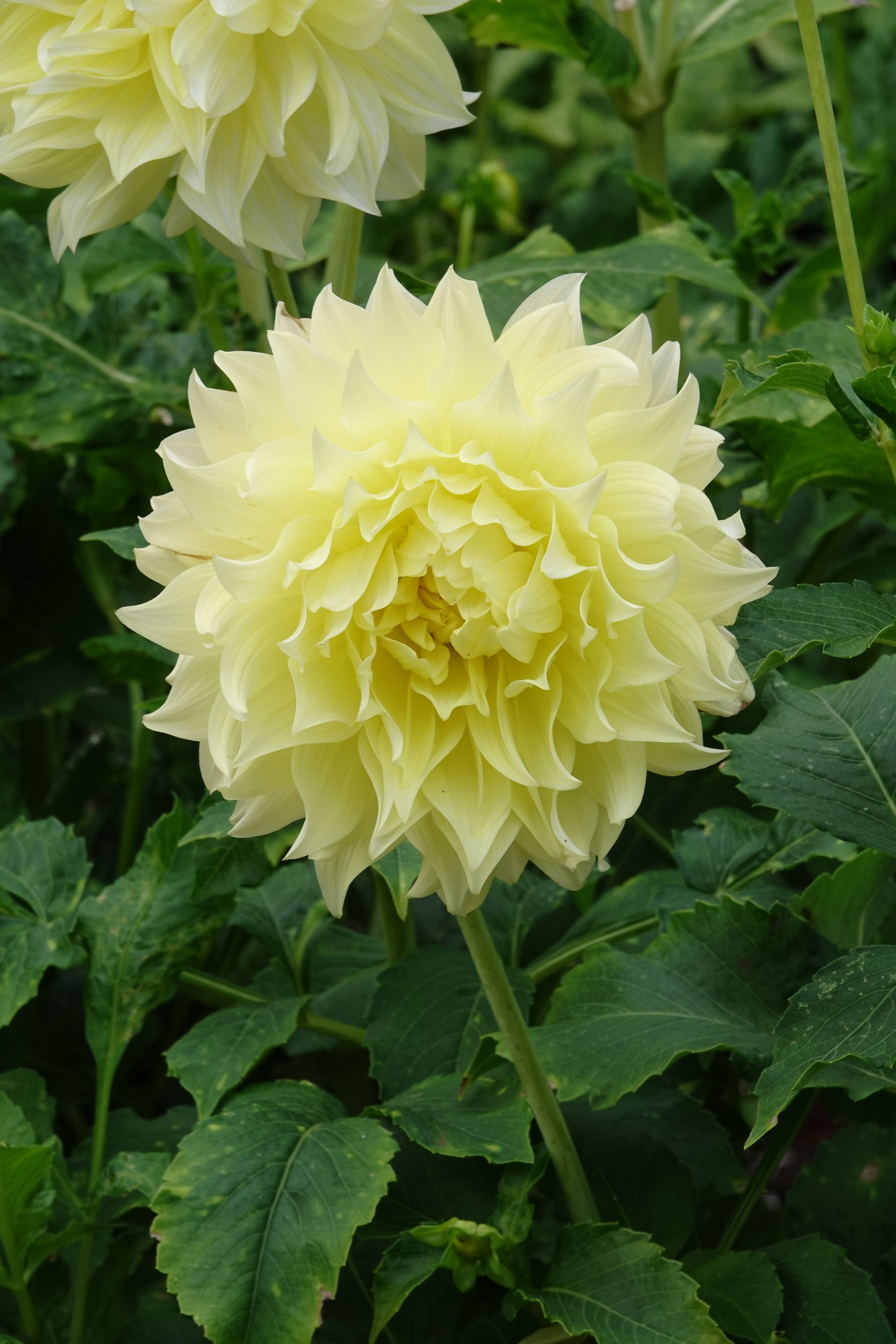 Dahlia Kelvin Floodlight