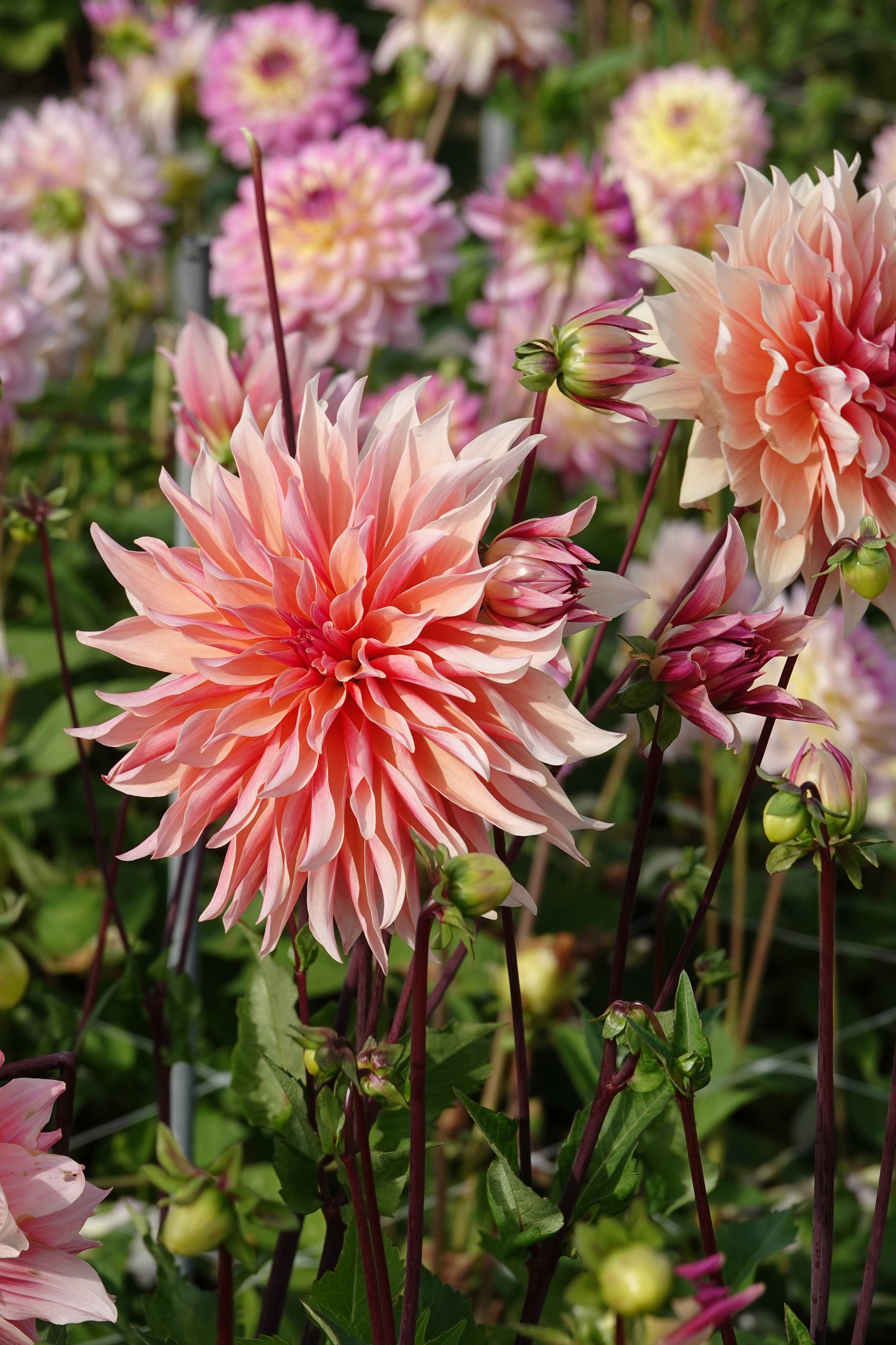 Dahlia Labyrinth