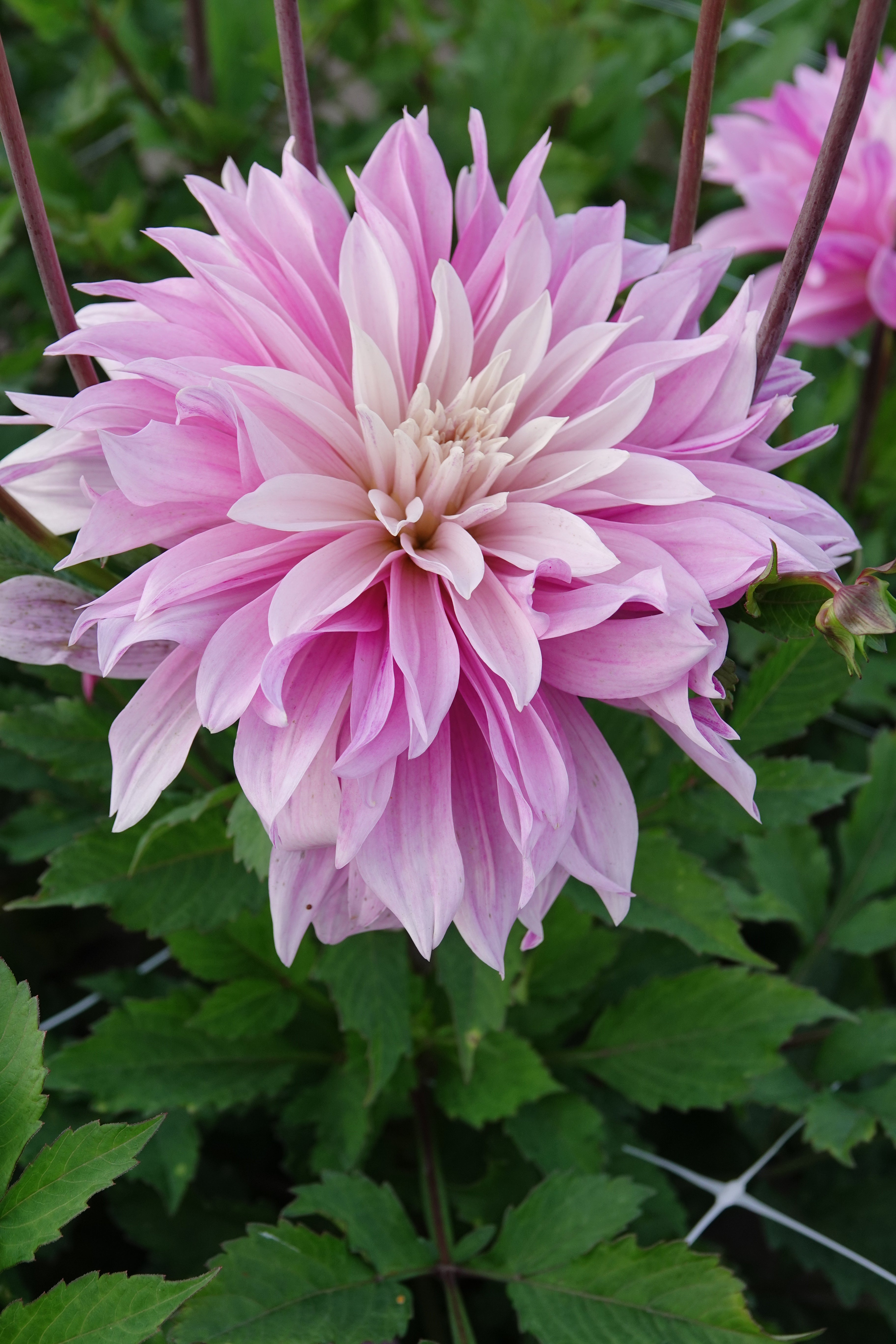 Dahlia Labyrinth Twotone