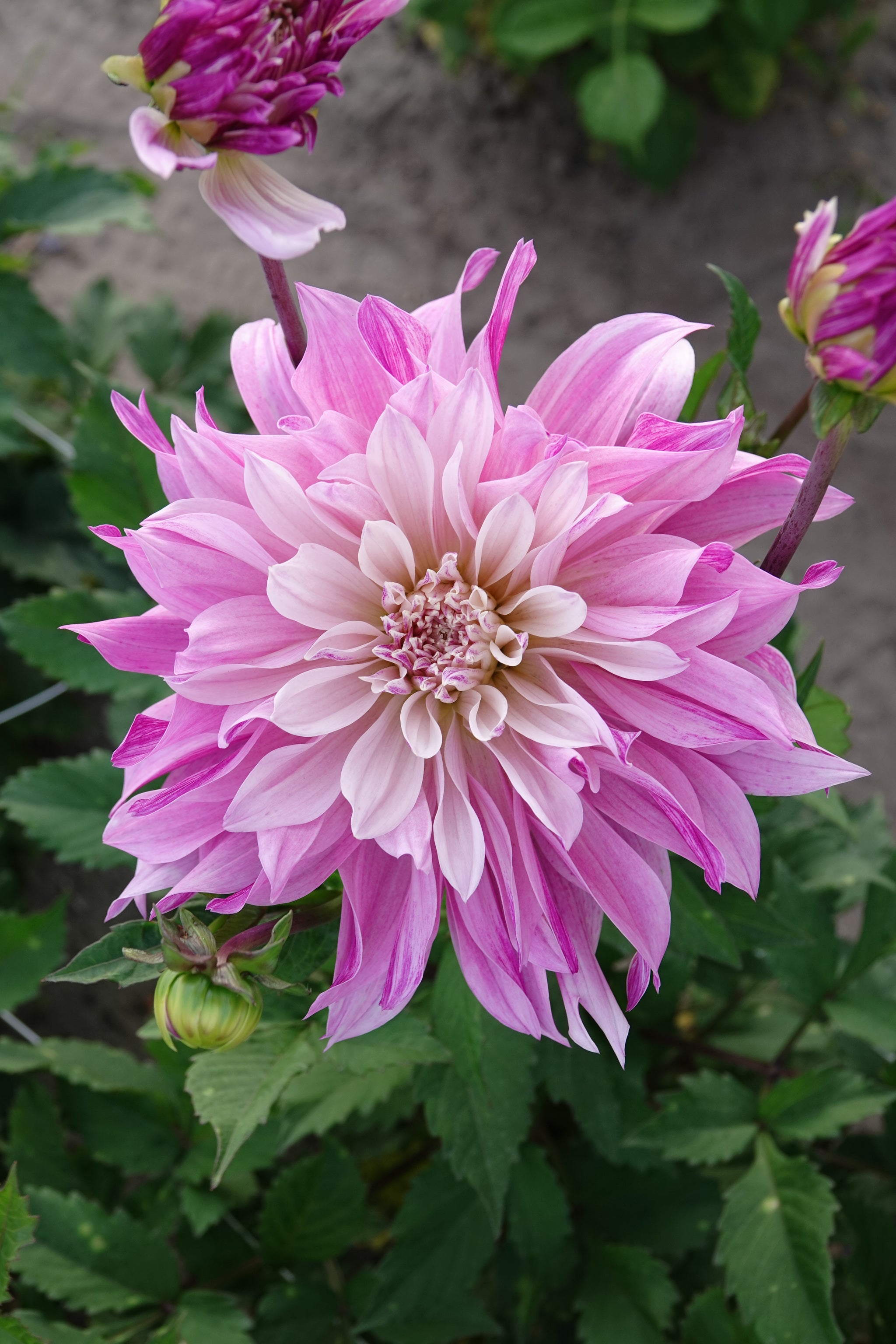 Dahlia Labyrinth Twotone