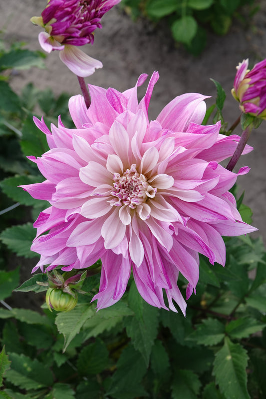 Dahlia Labyrinth Twotone