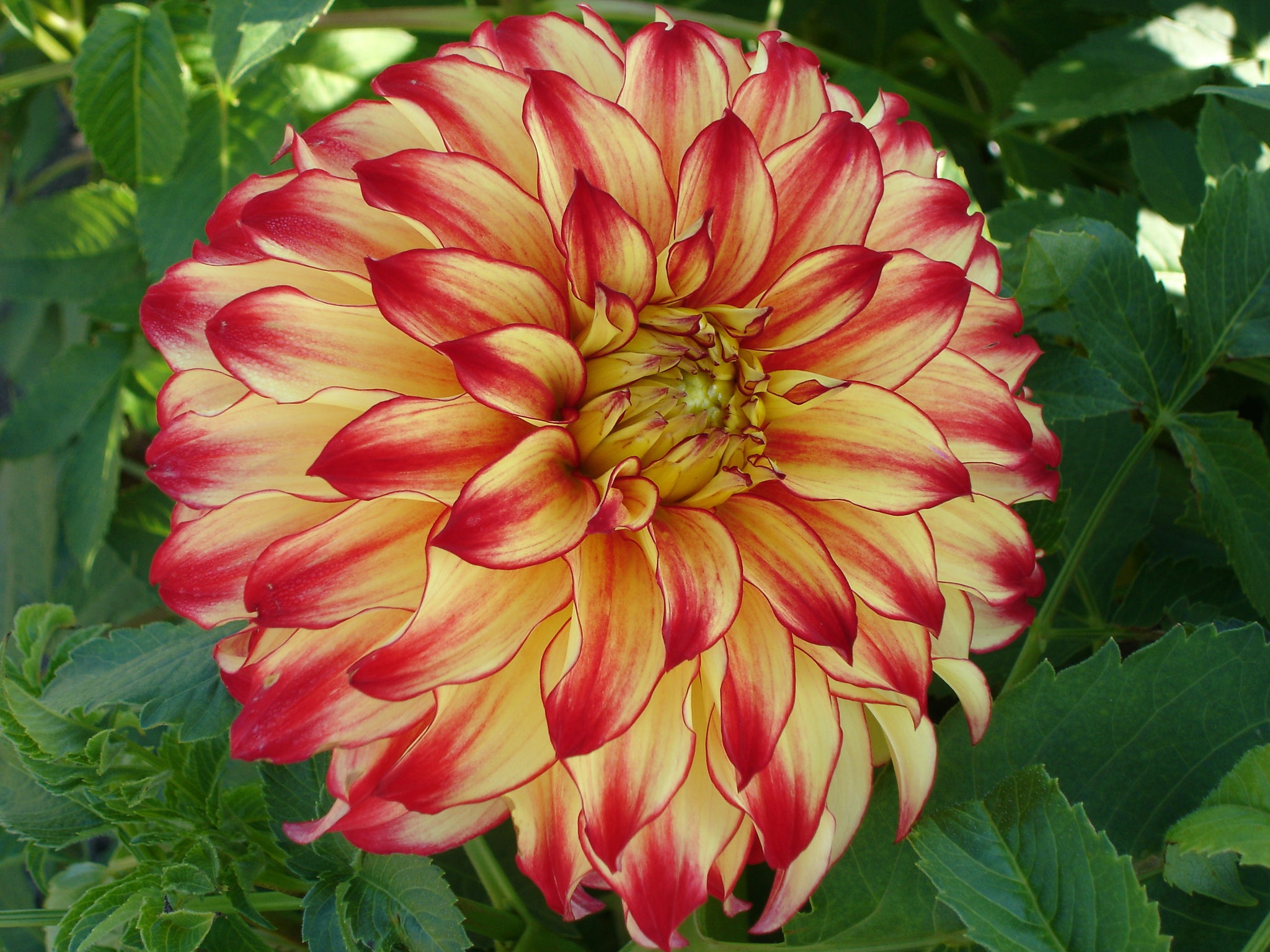 Dahlia Lady Darlene