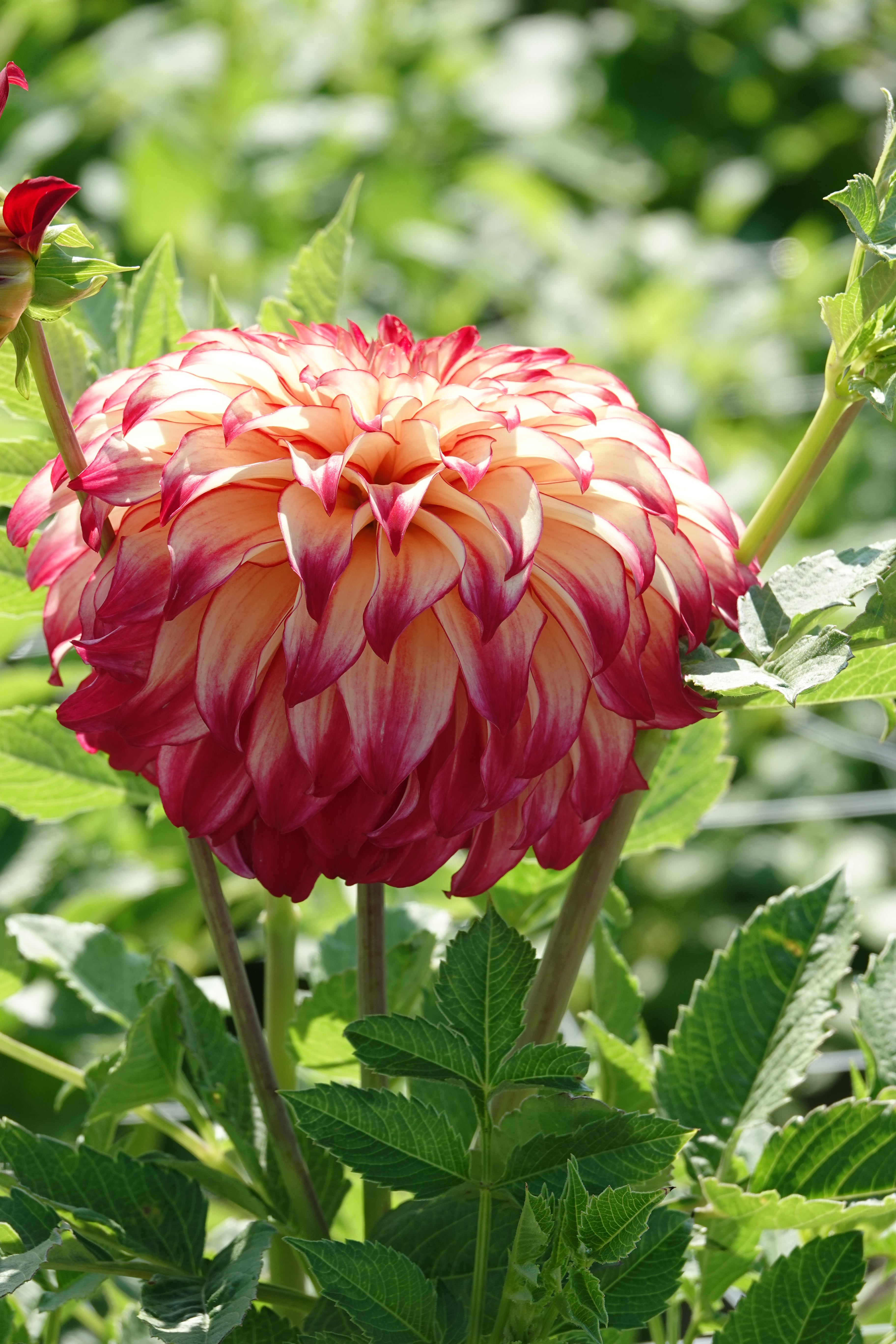 Dahlia Lady Darlene
