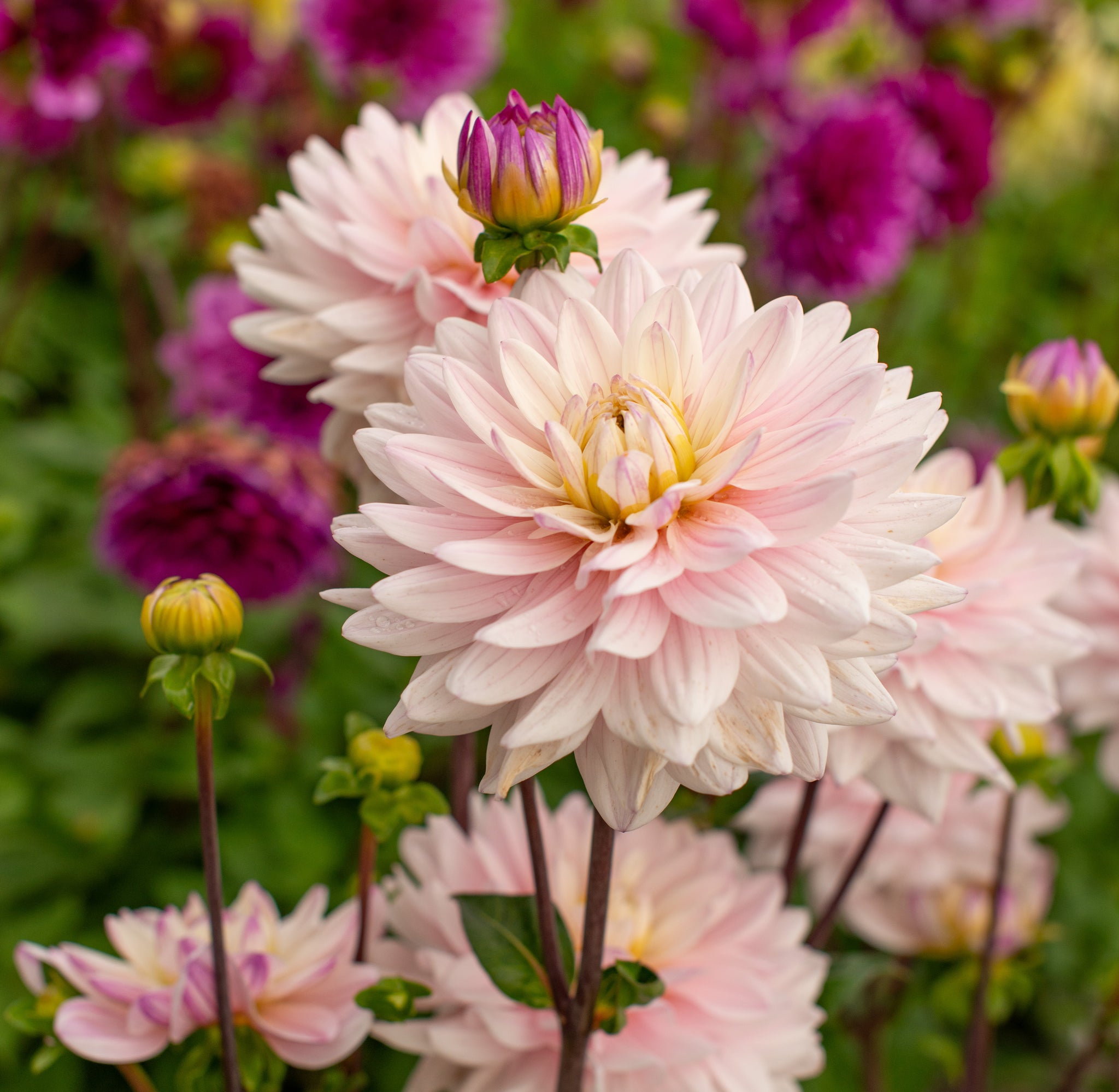 Dahlia Lady Kate