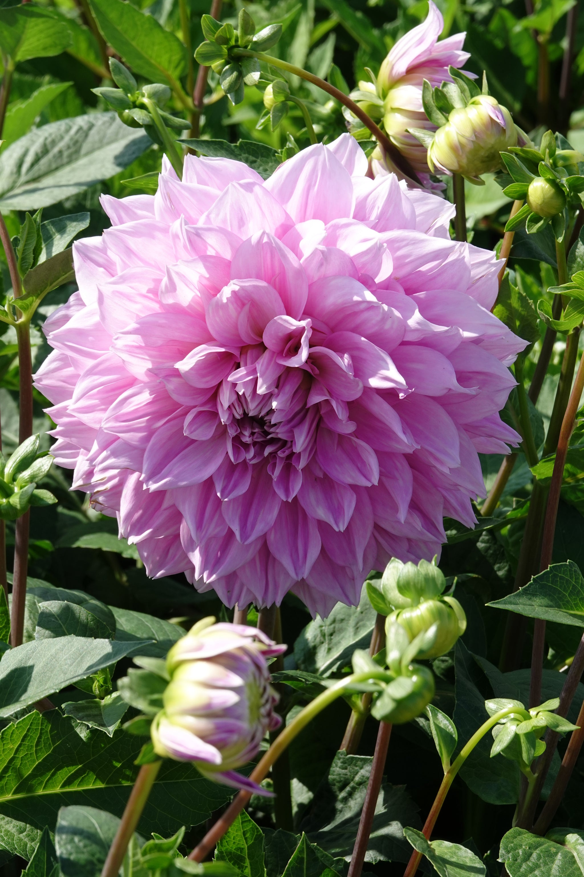 Dahlia Lavender Perfection
