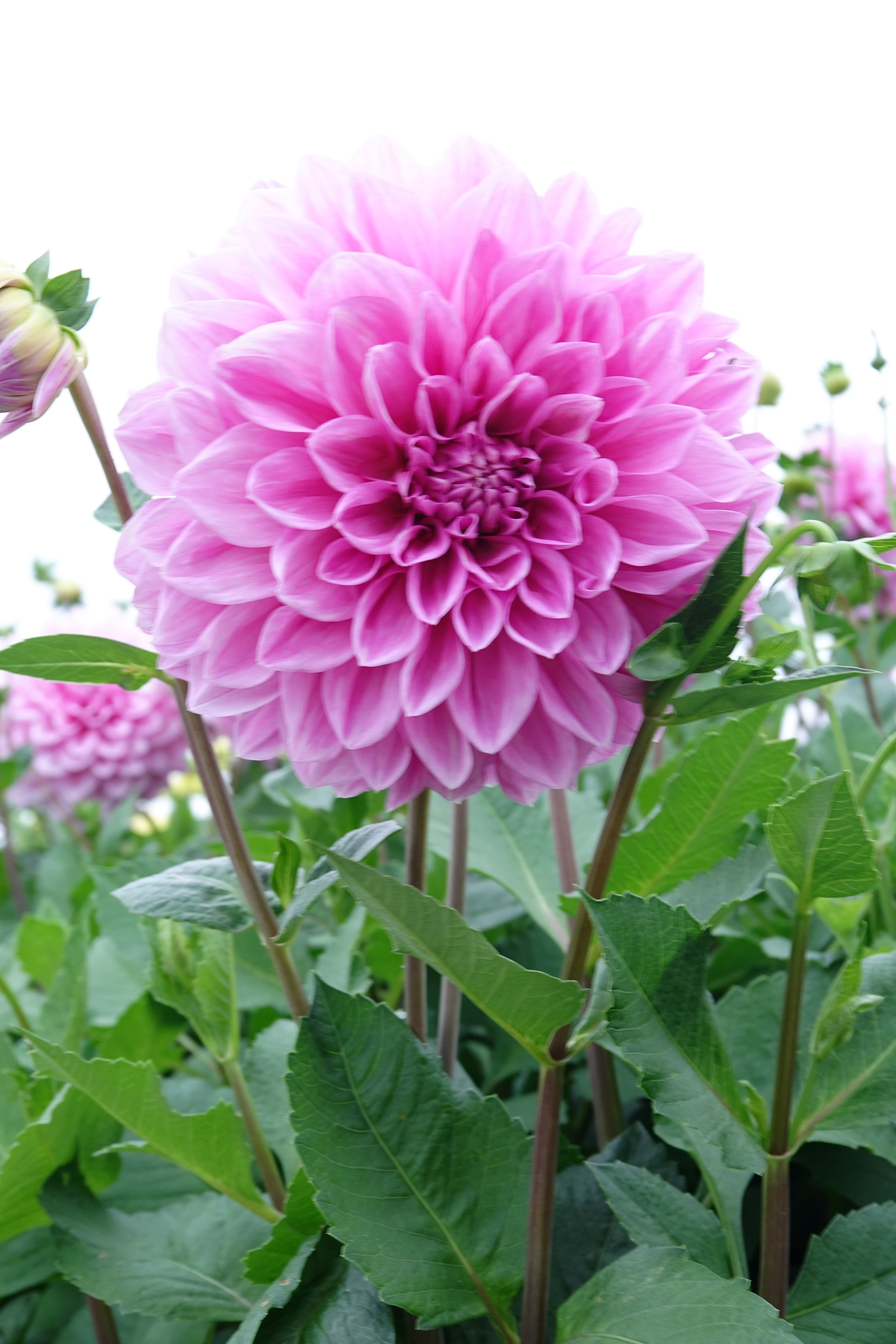 Dahlia Lavender Perfection