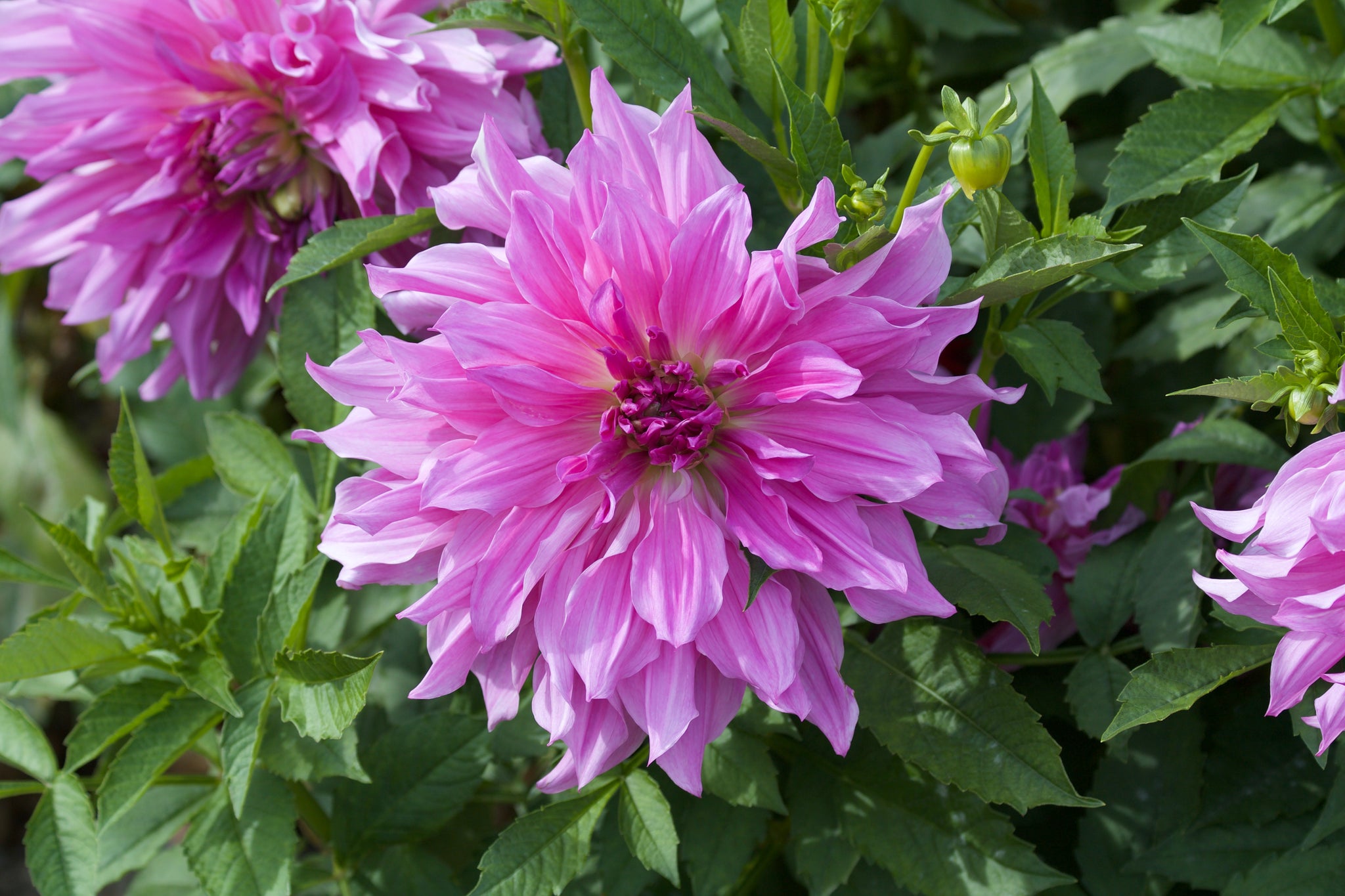 Dahlia Lavender Ruffles