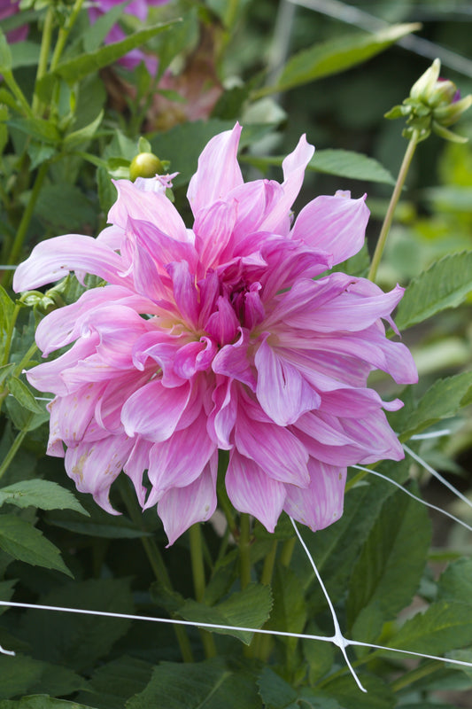 Dahlia Lavender Ruffles