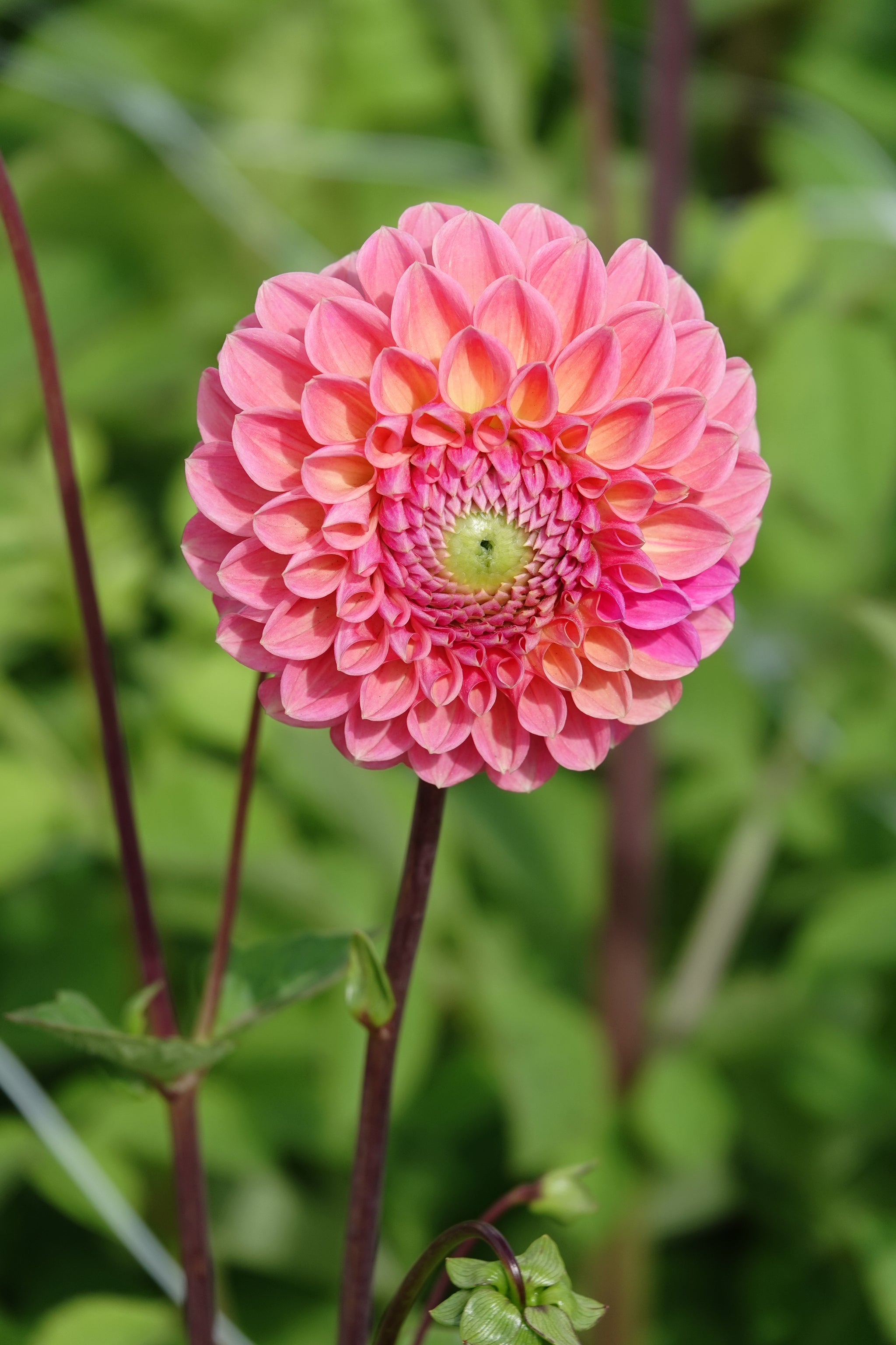 Dahlia Lindas Baby