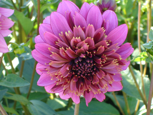Dahlia Mambo