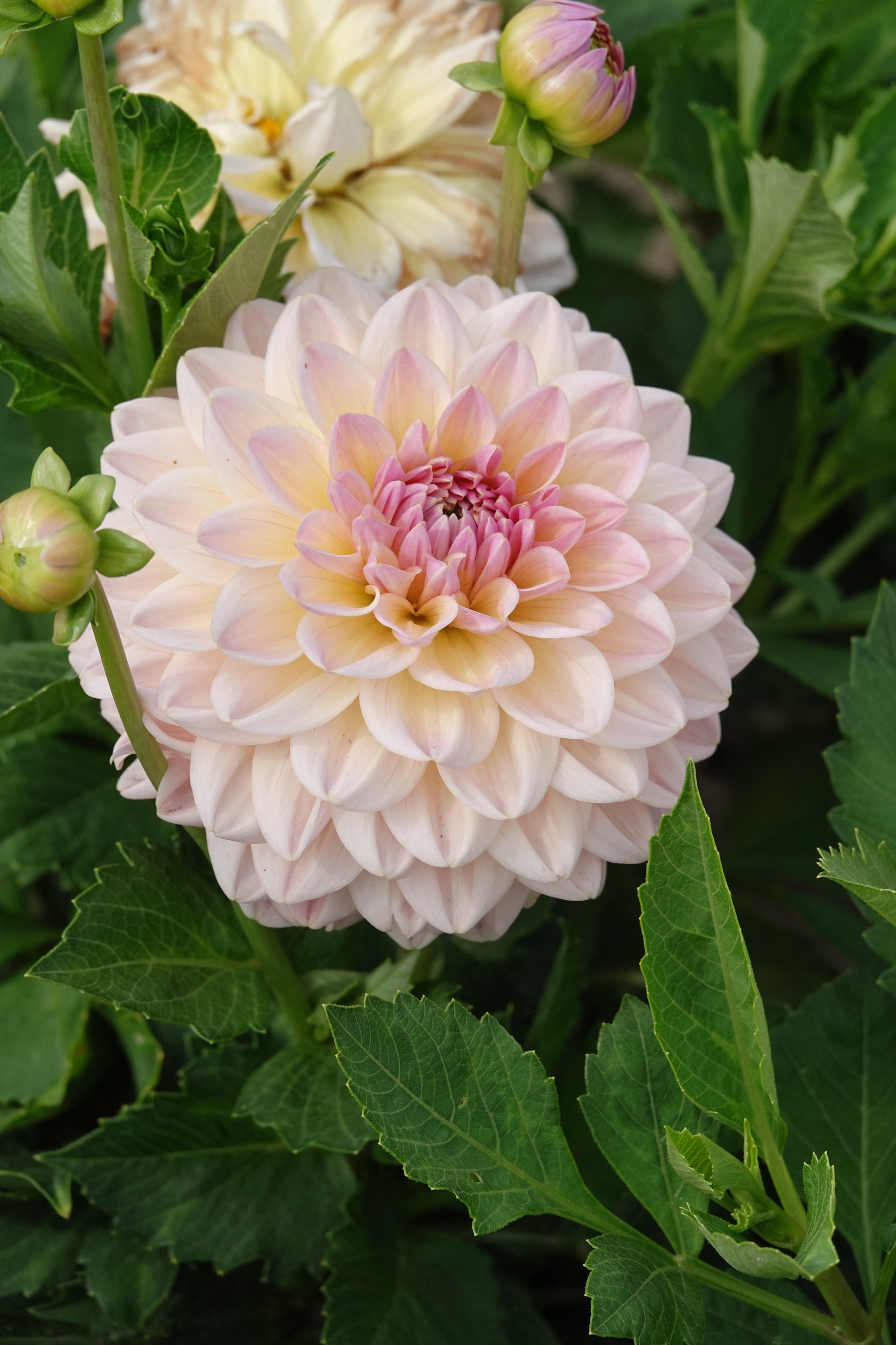Dahlia Maya