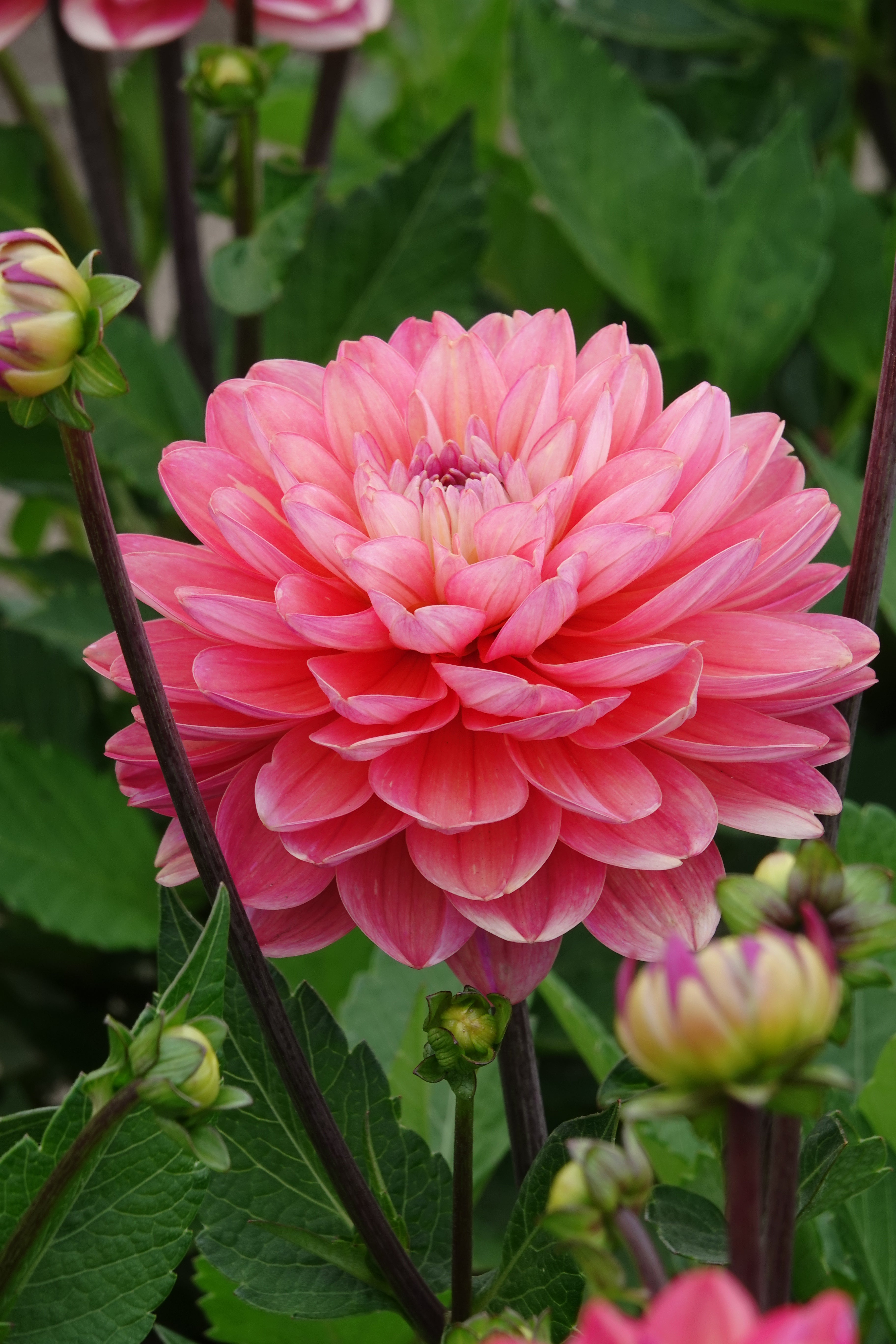 Dahlia Melody Allegro