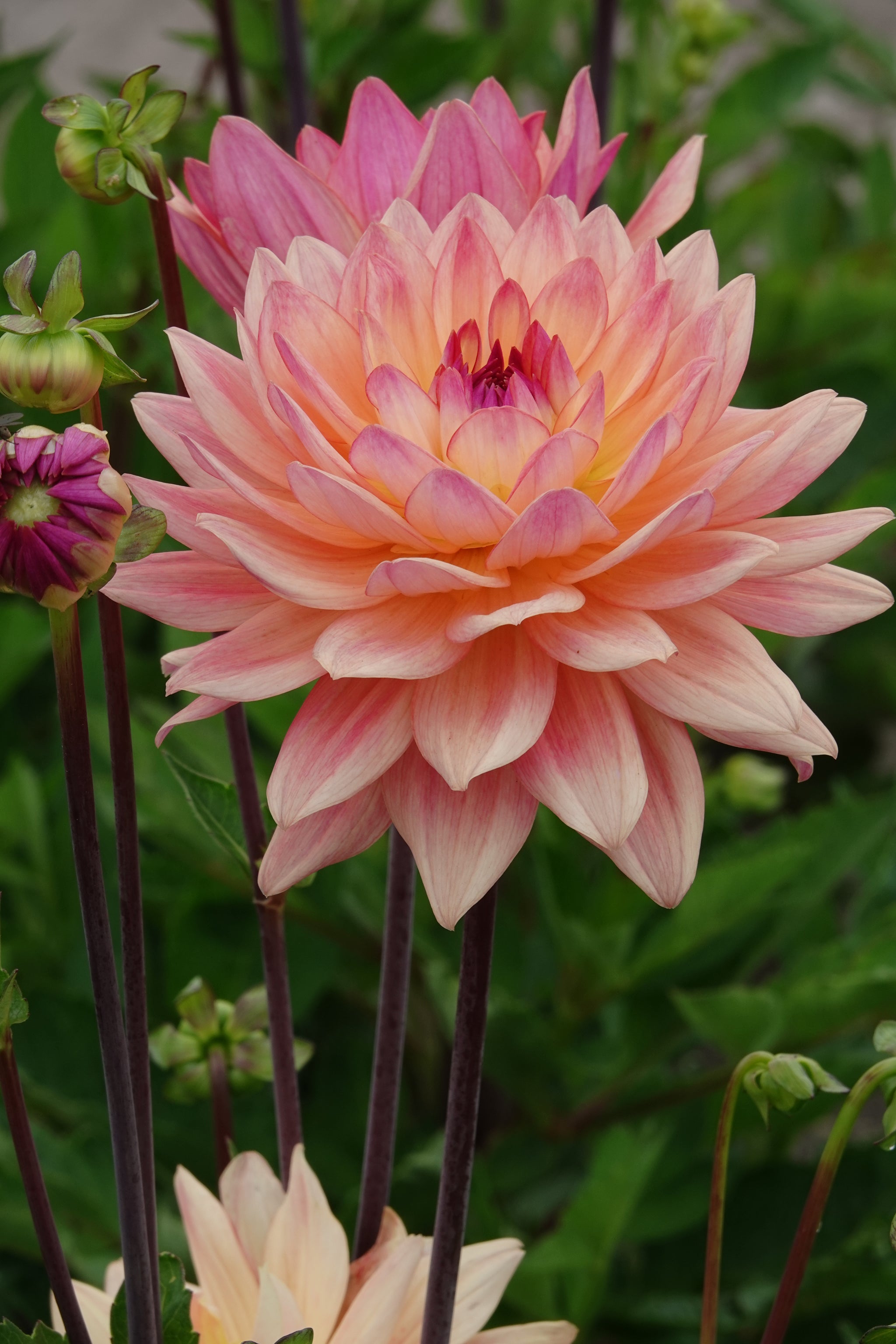 Dahlia Melody Dora