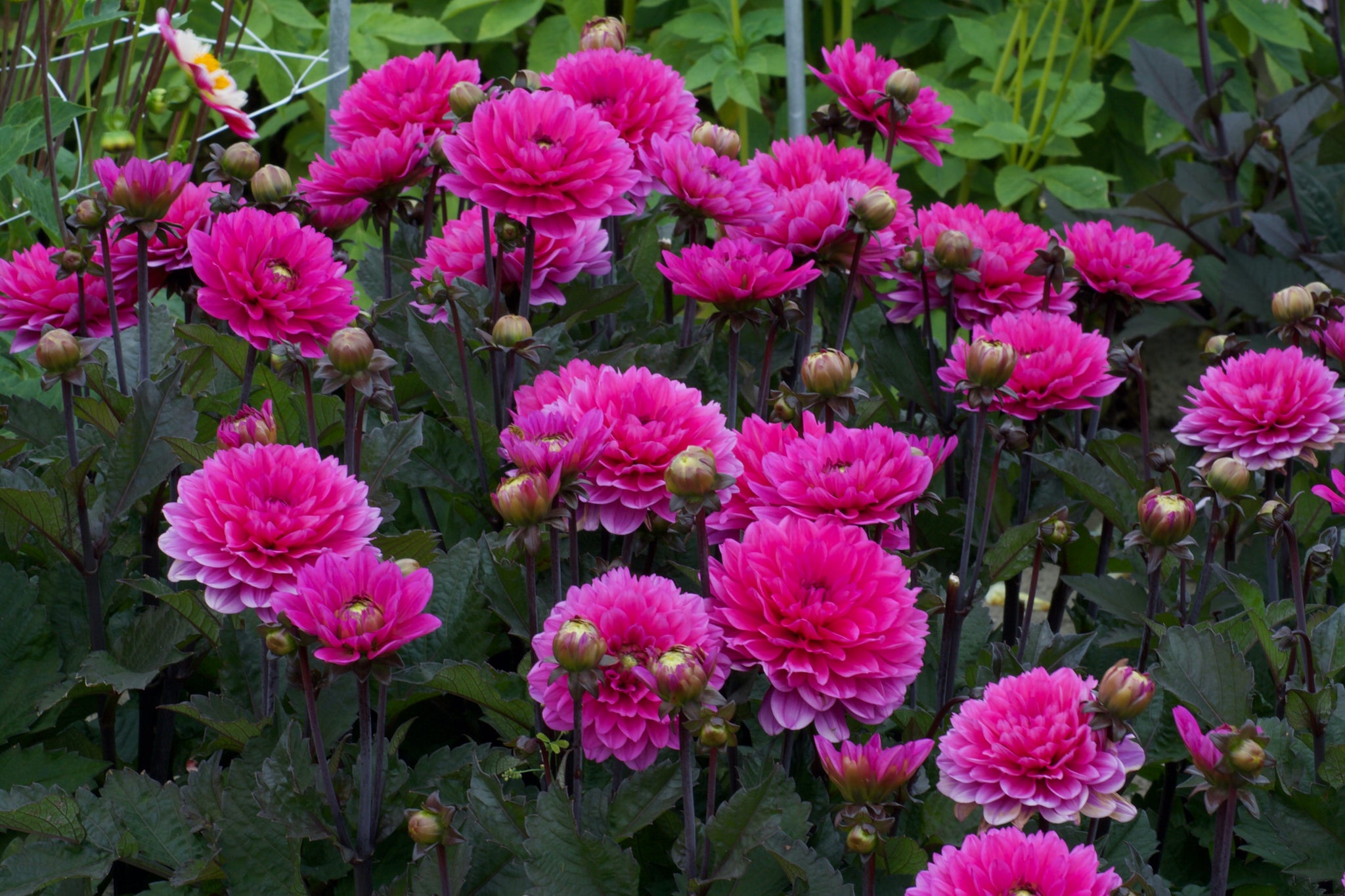 Dahlia Melody Fanfare