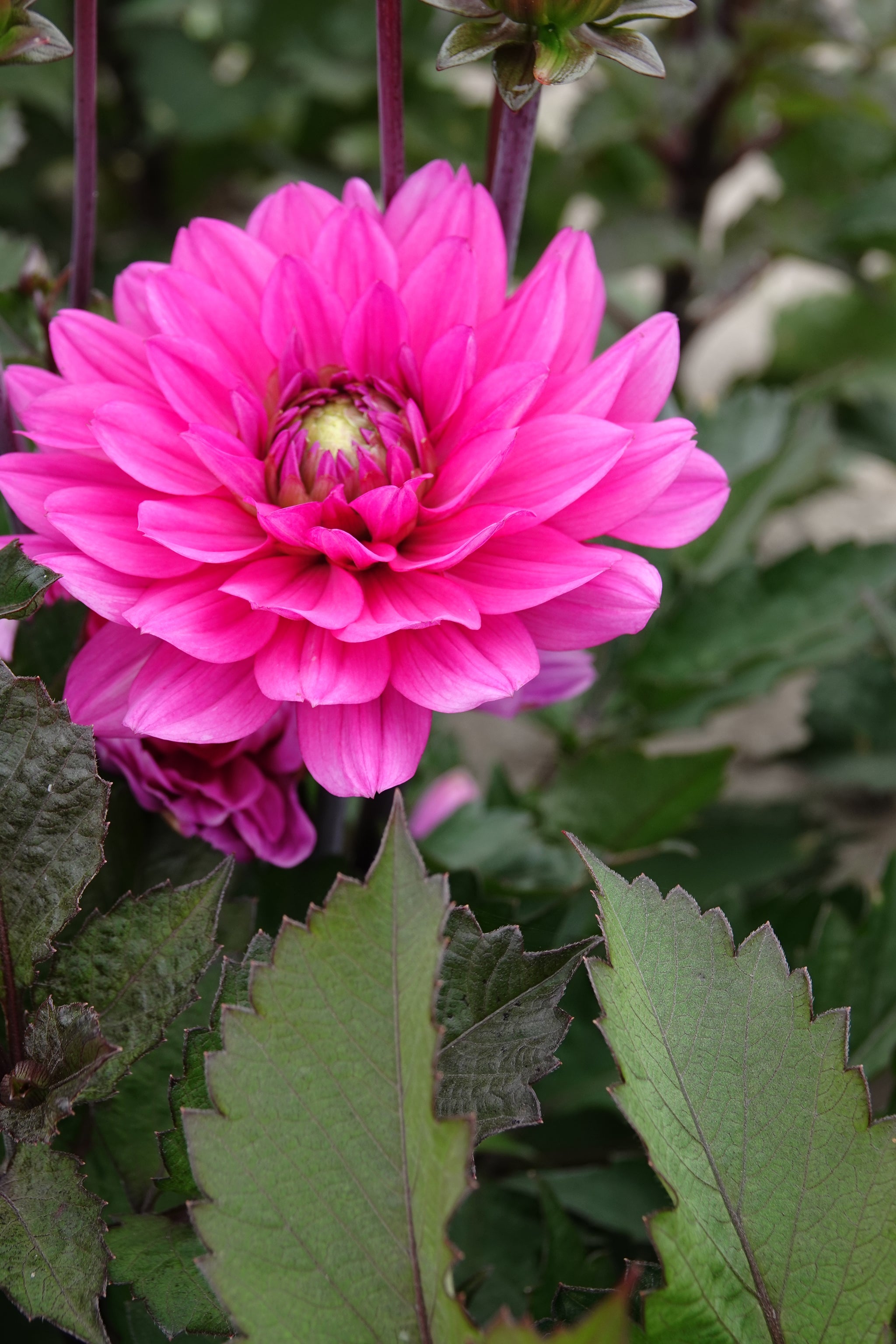 Dahlia Melody Fanfare