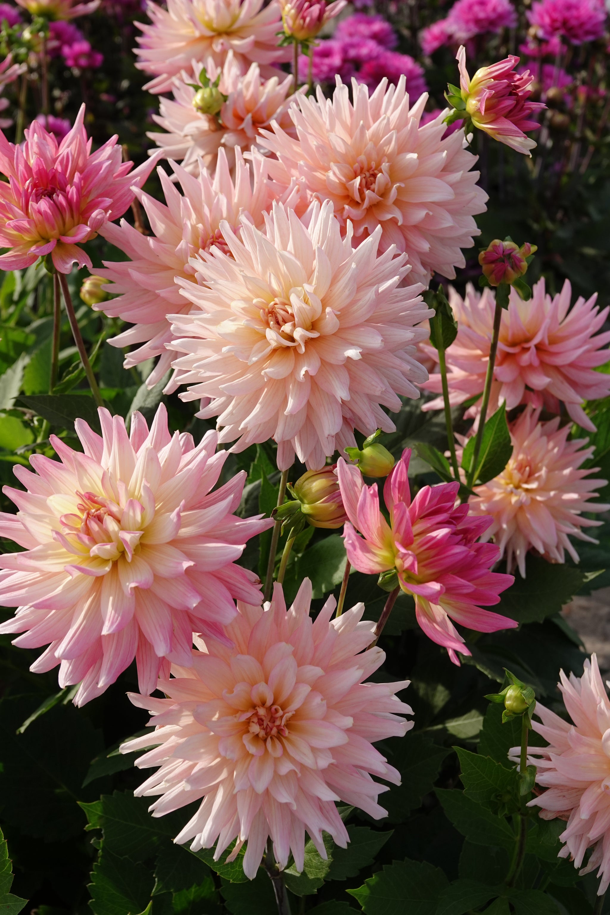 Dahlia Melody Gipsy