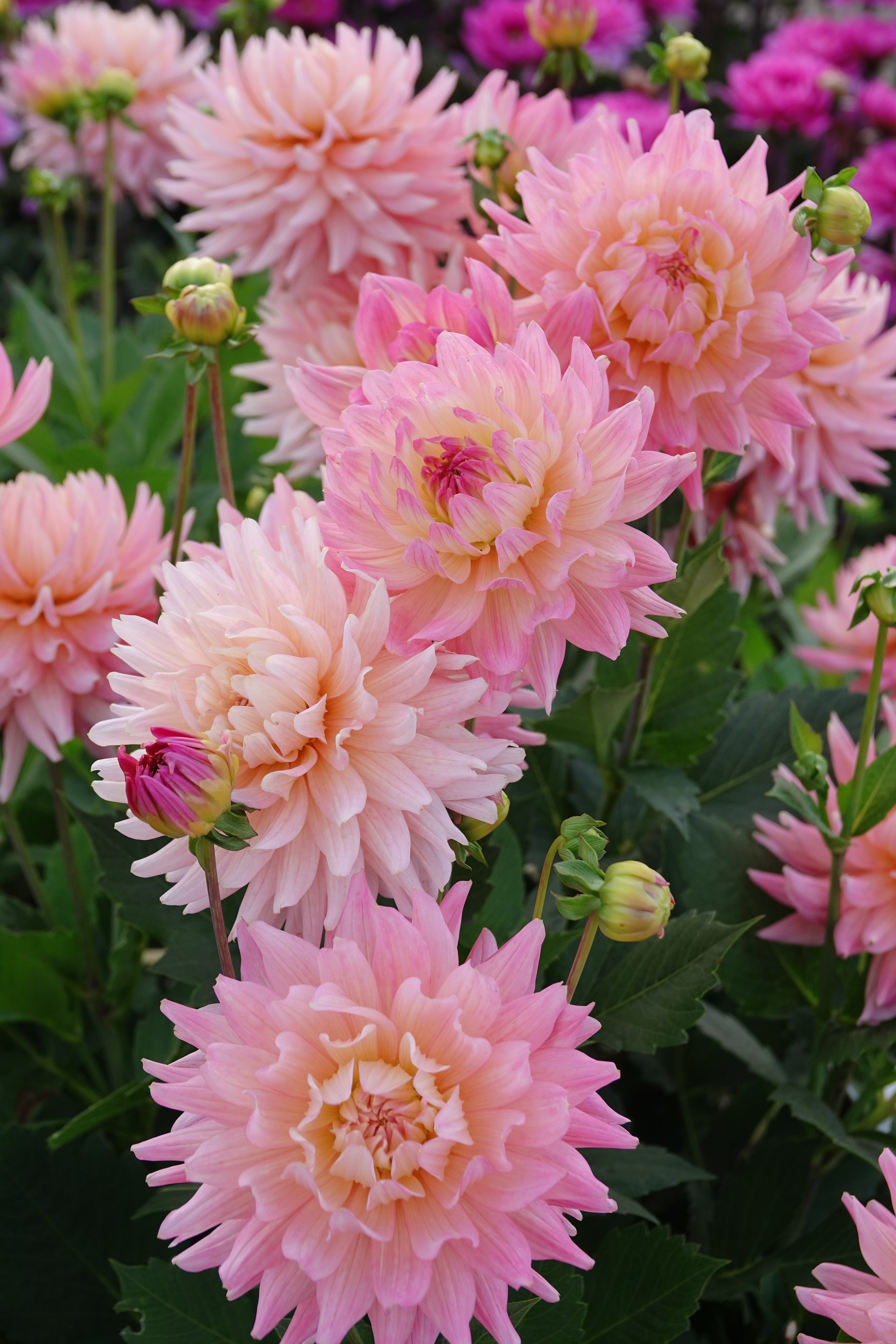 Dahlia Melody Gipsy