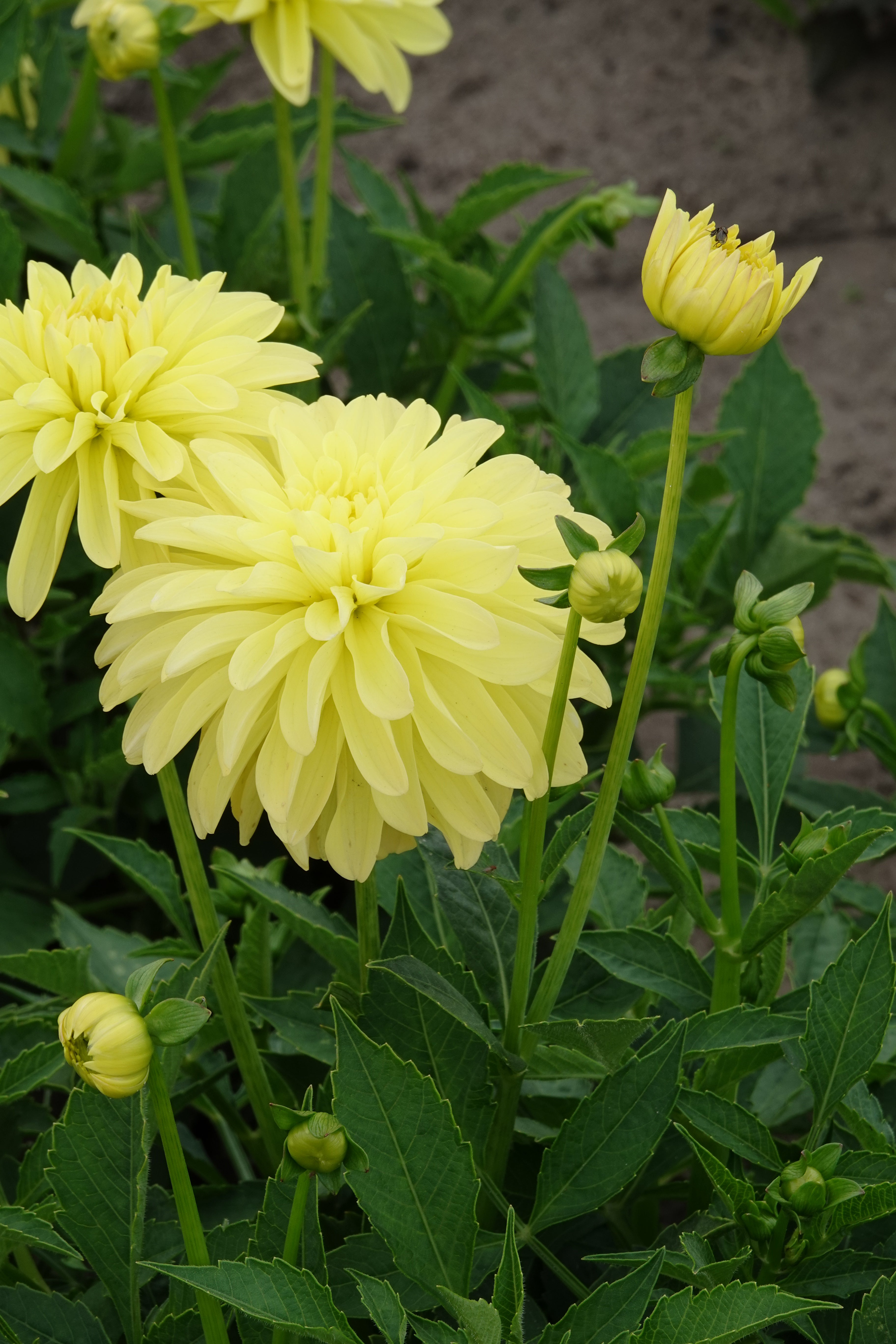 Dahlia Melody Latin