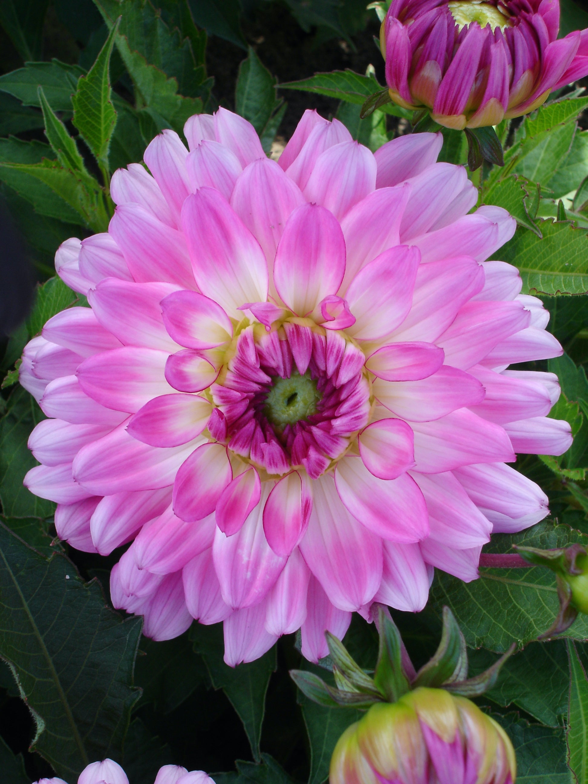 Dahlia Melody Lizza