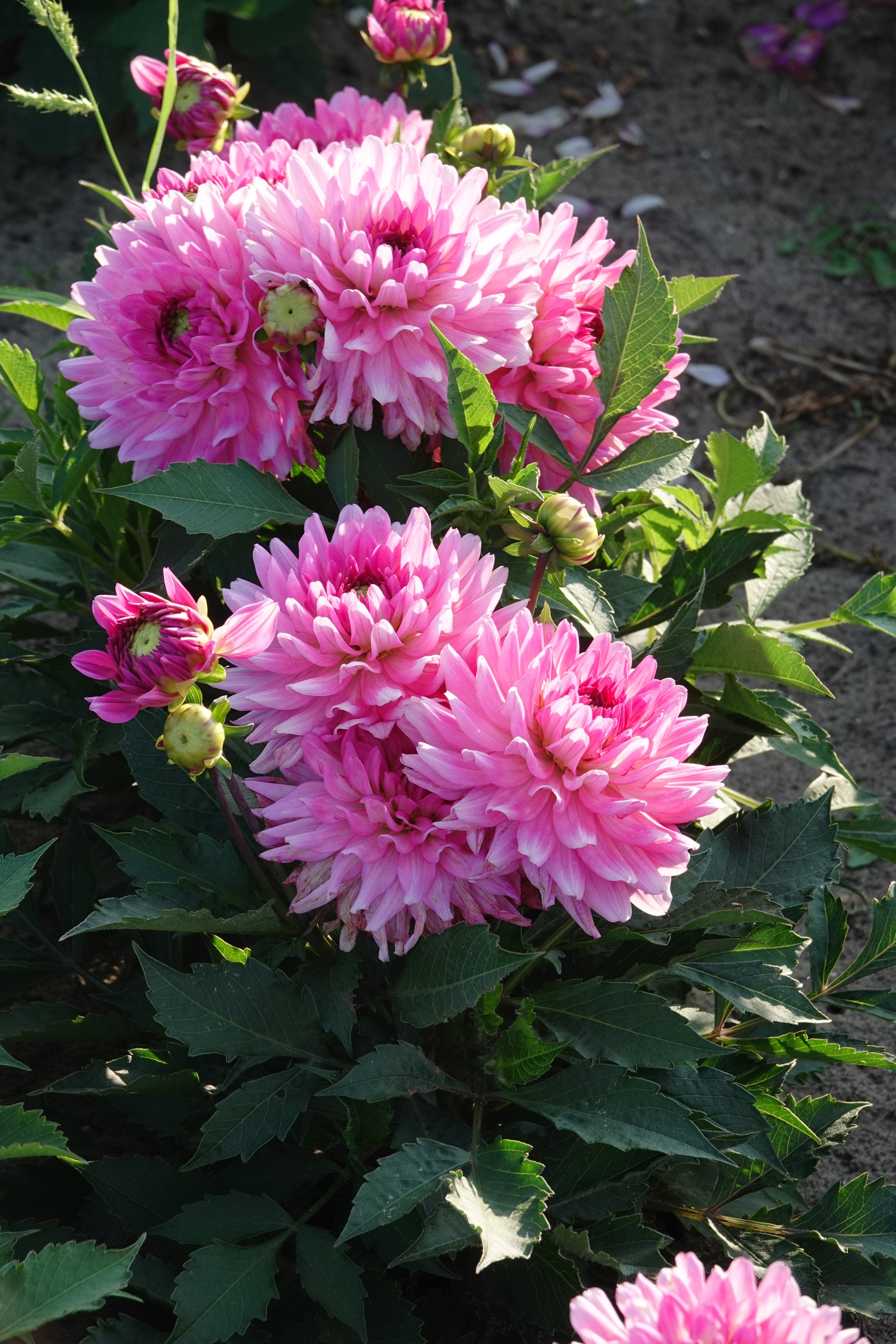 Dahlia Melody Lizza