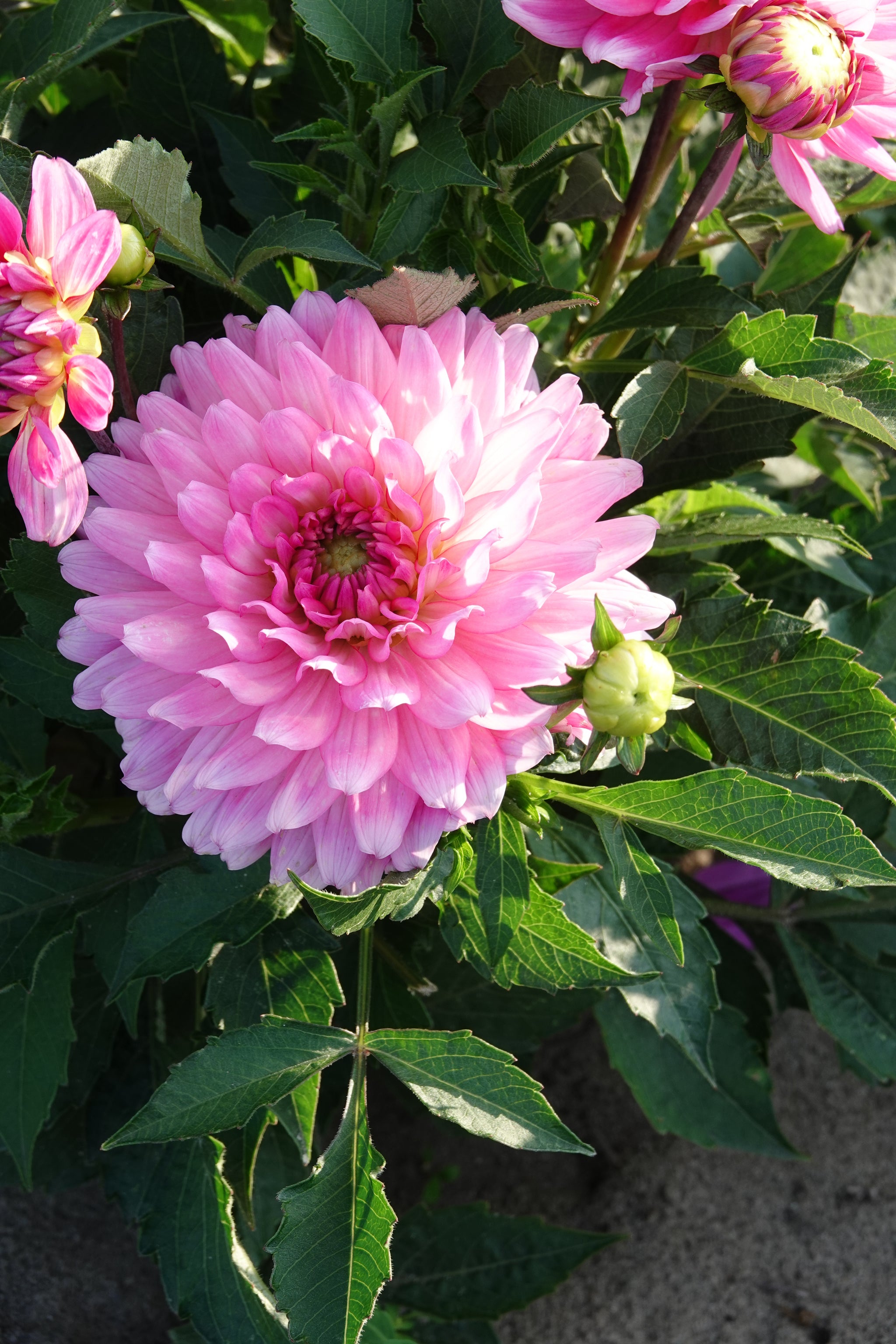 Dahlia Melody Lizza