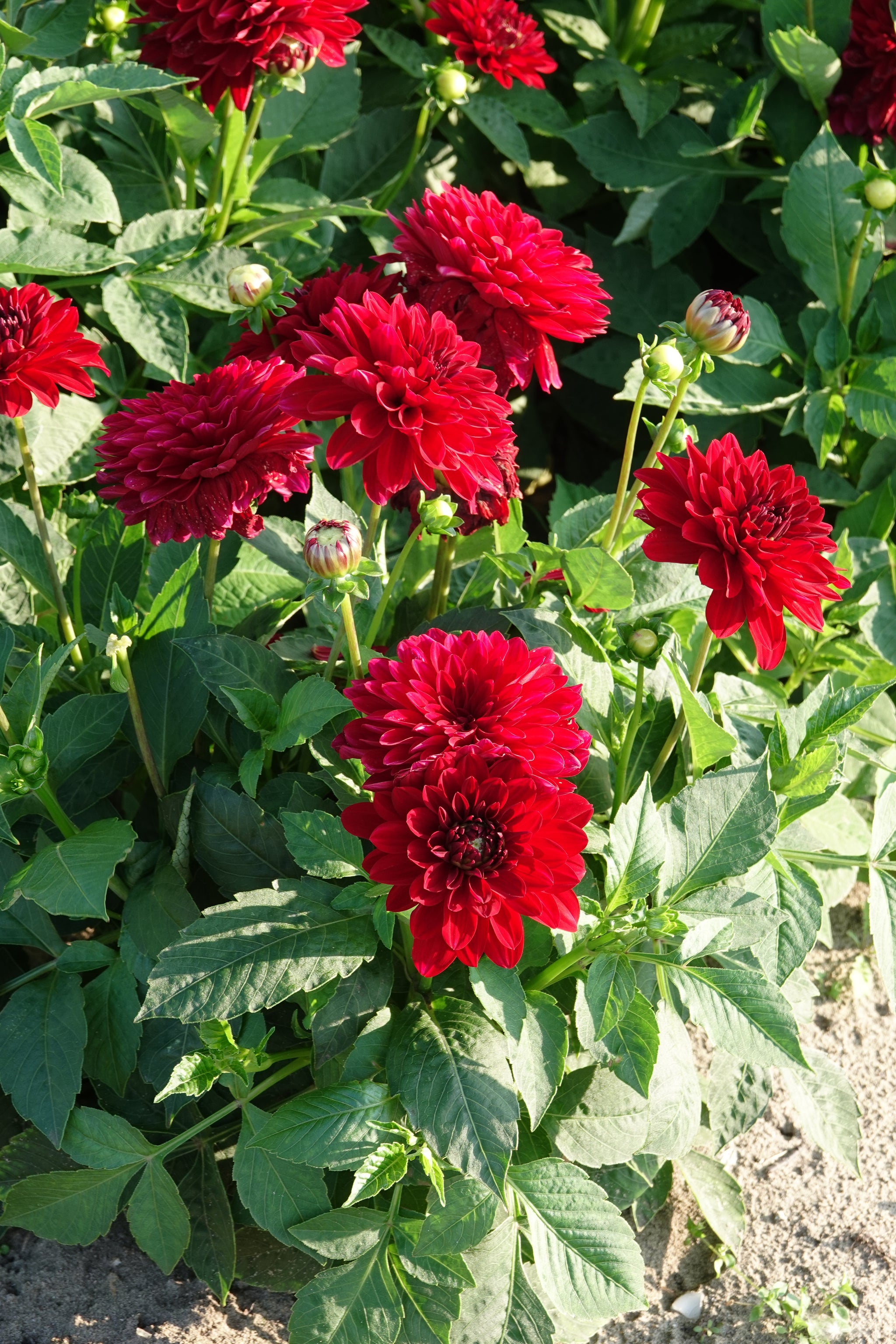Dahlia Melody Mambo
