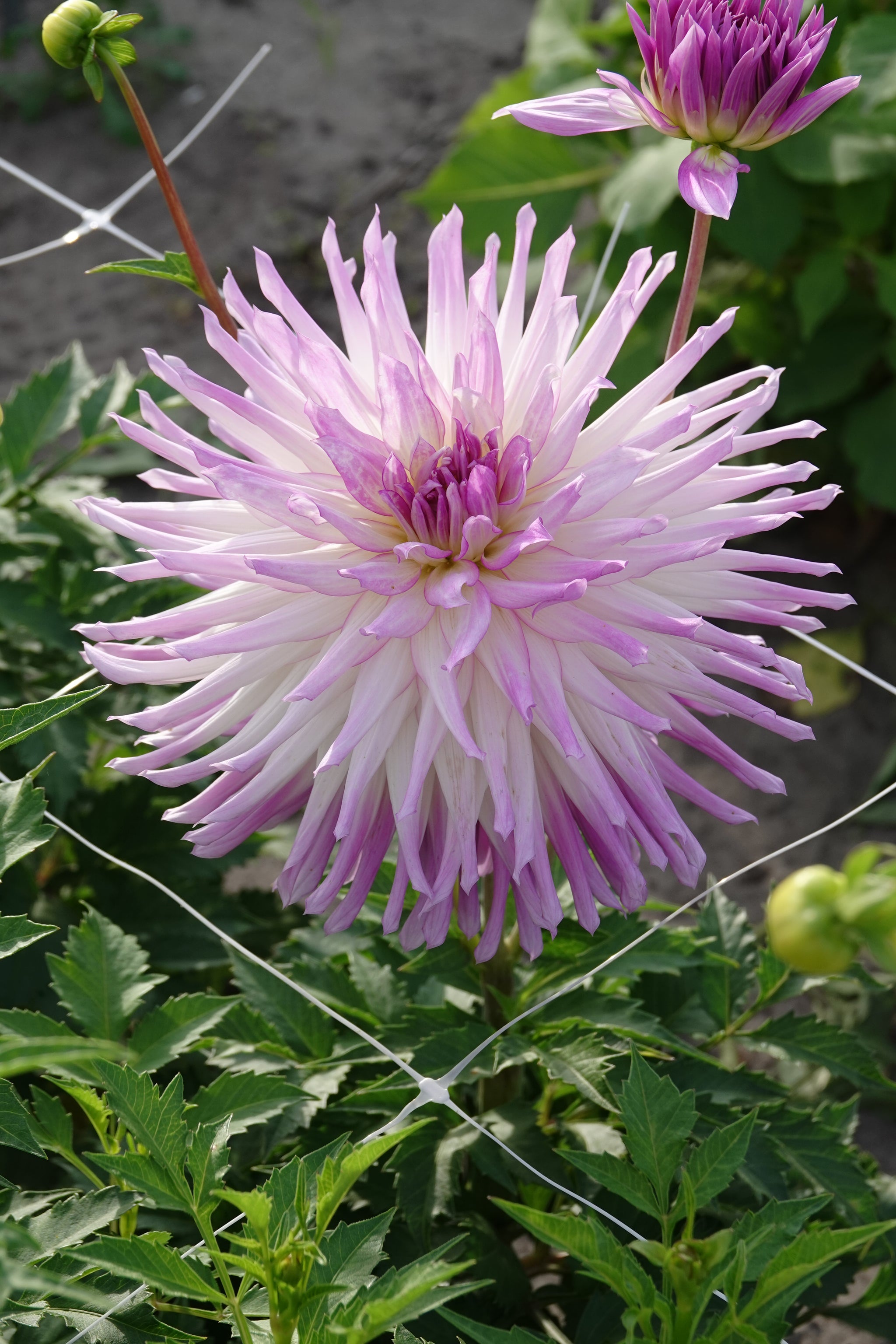 Dahlia Mingus Randy