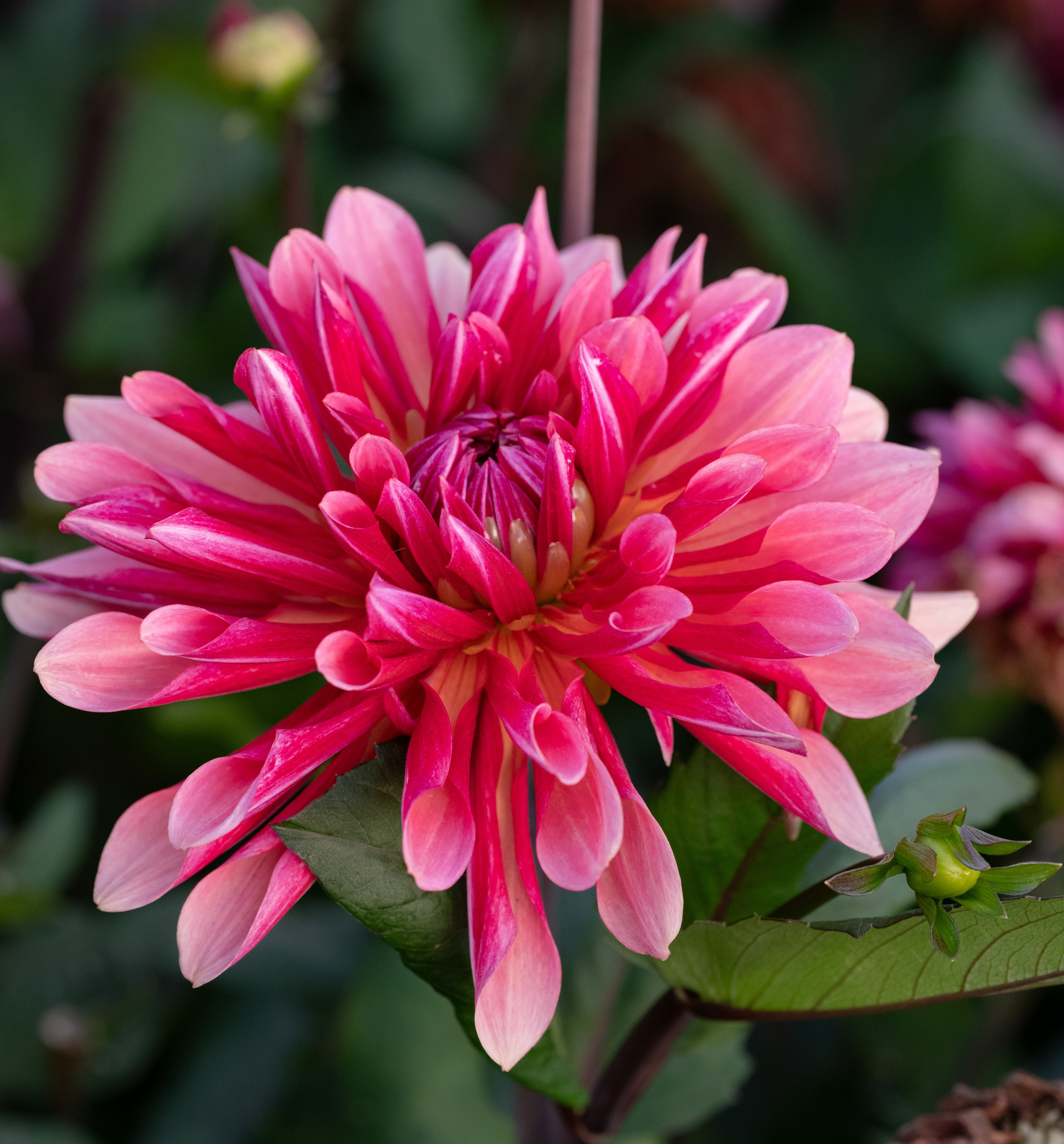 Dahlia Missis Dutch