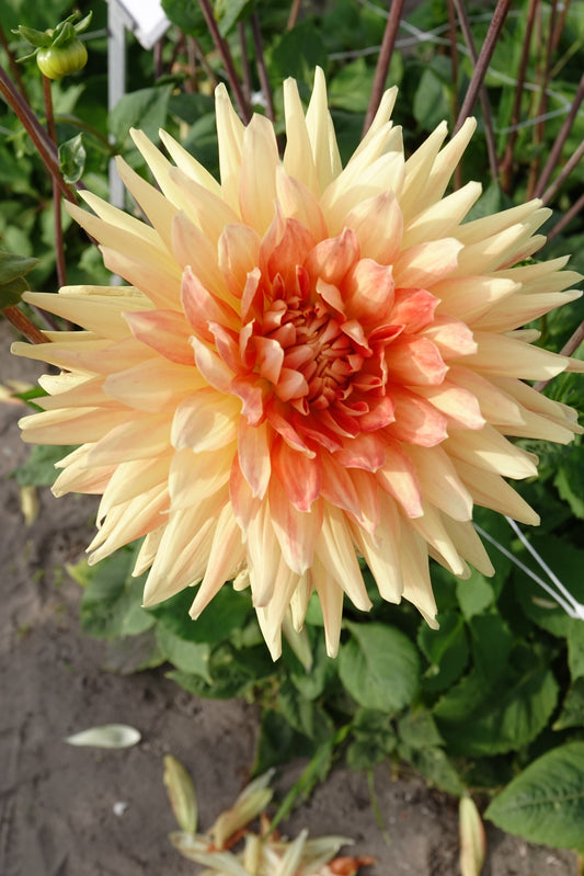 Dahlia Mount Tacoma