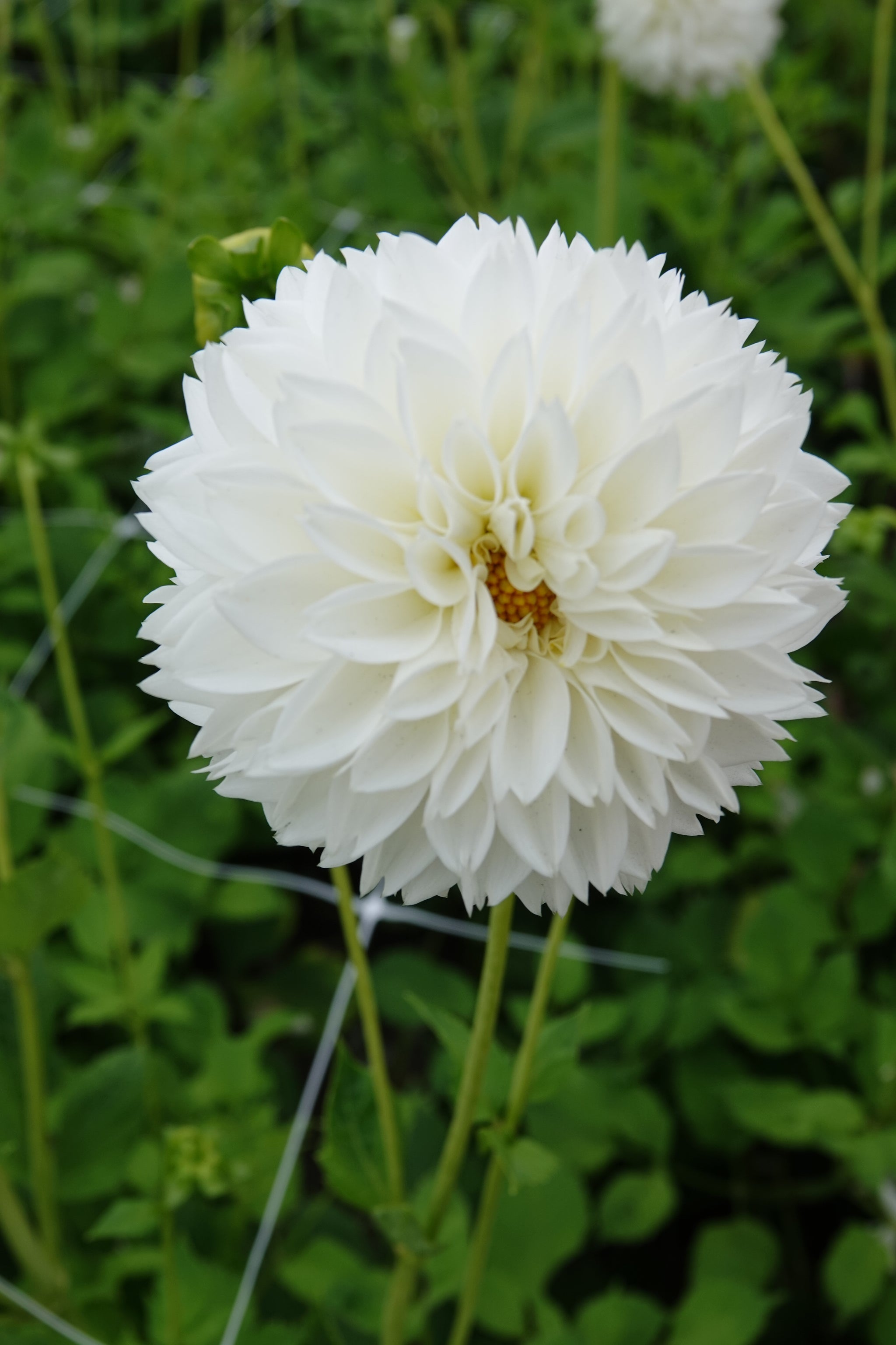 Dahlia Myama Fubuki