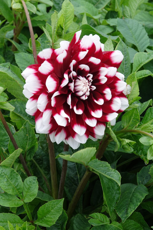 Dahlia Mystery Day