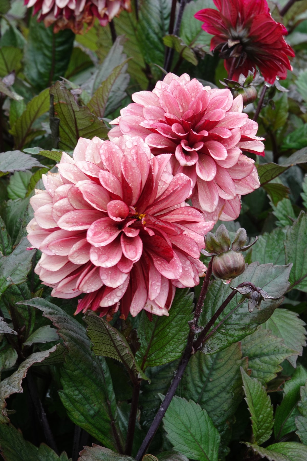 Dahlia Night Silence