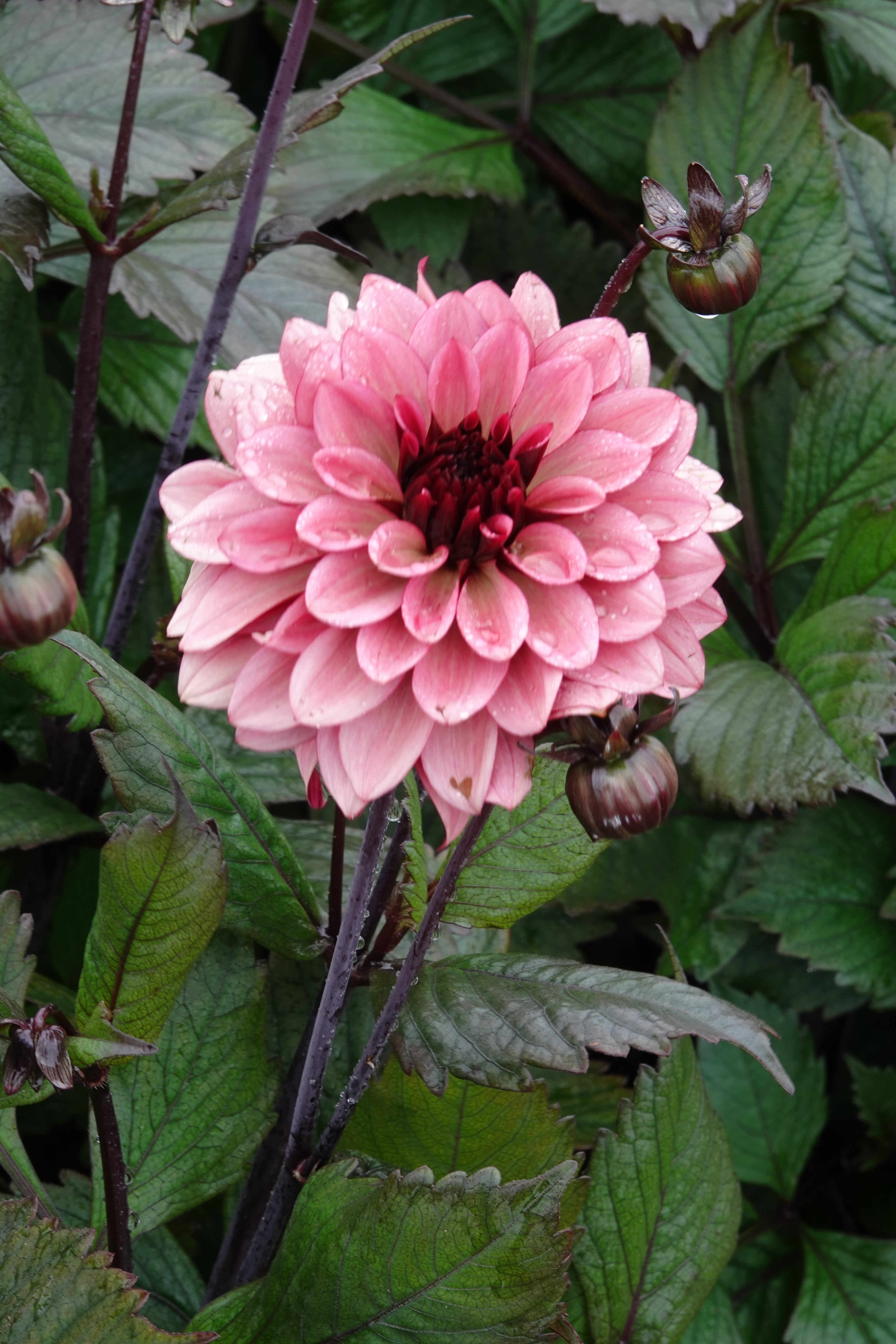 Dahlia Night Silence