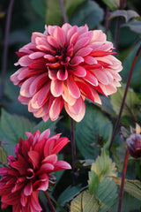Dahlia Night Silence