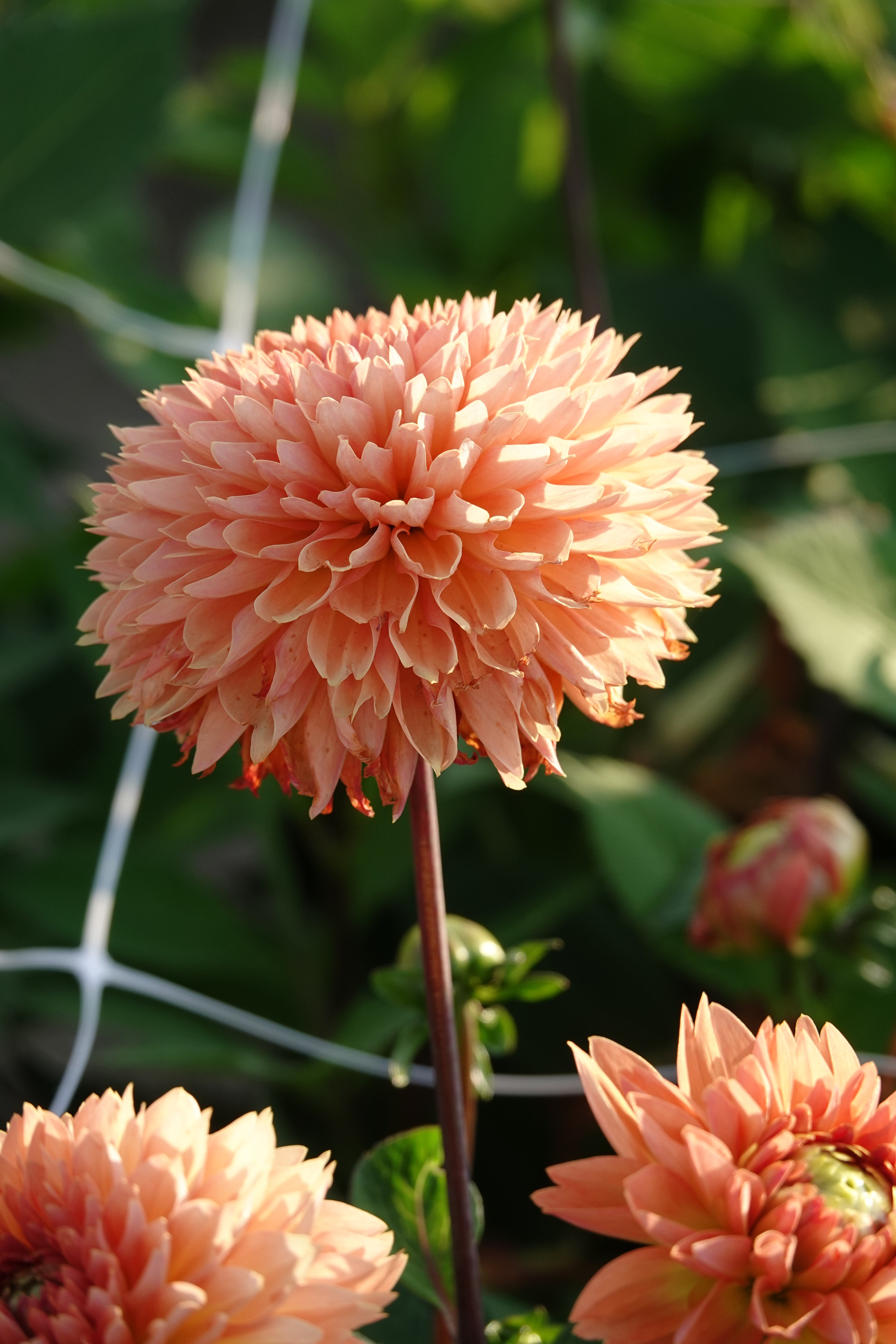Dahlia Orange Impact