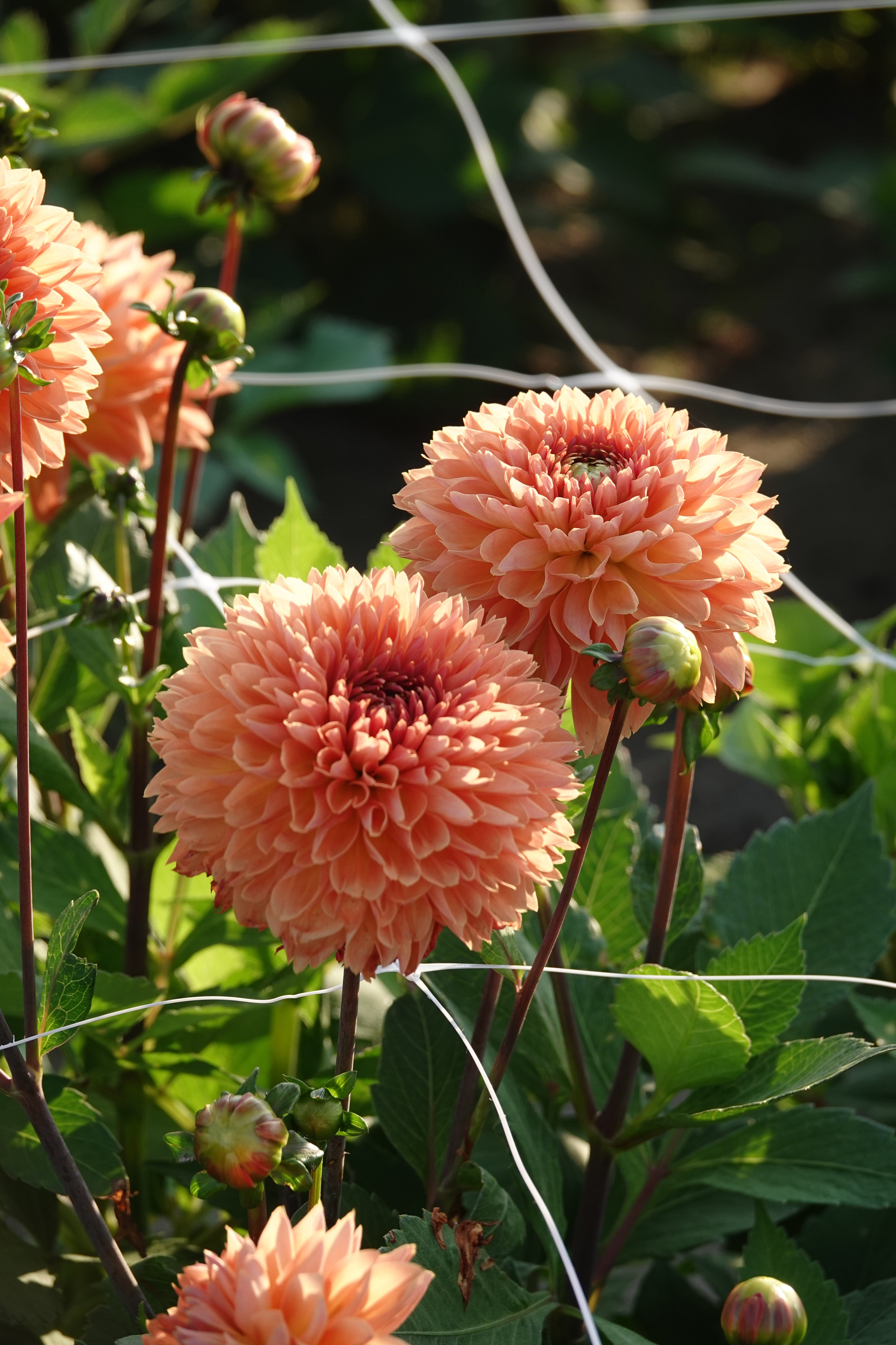 Dahlia Orange Impact