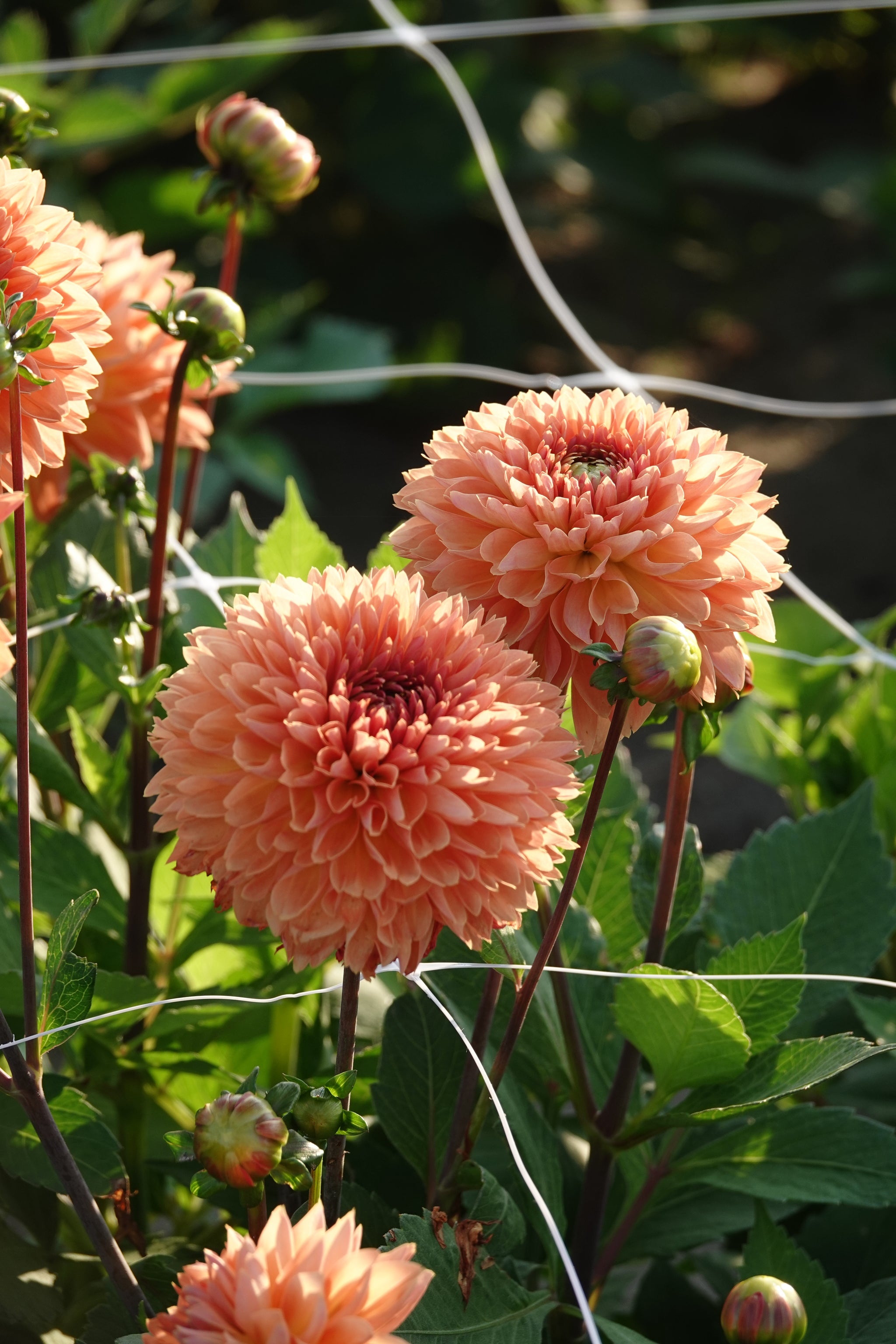 Dahlia Orange Impact