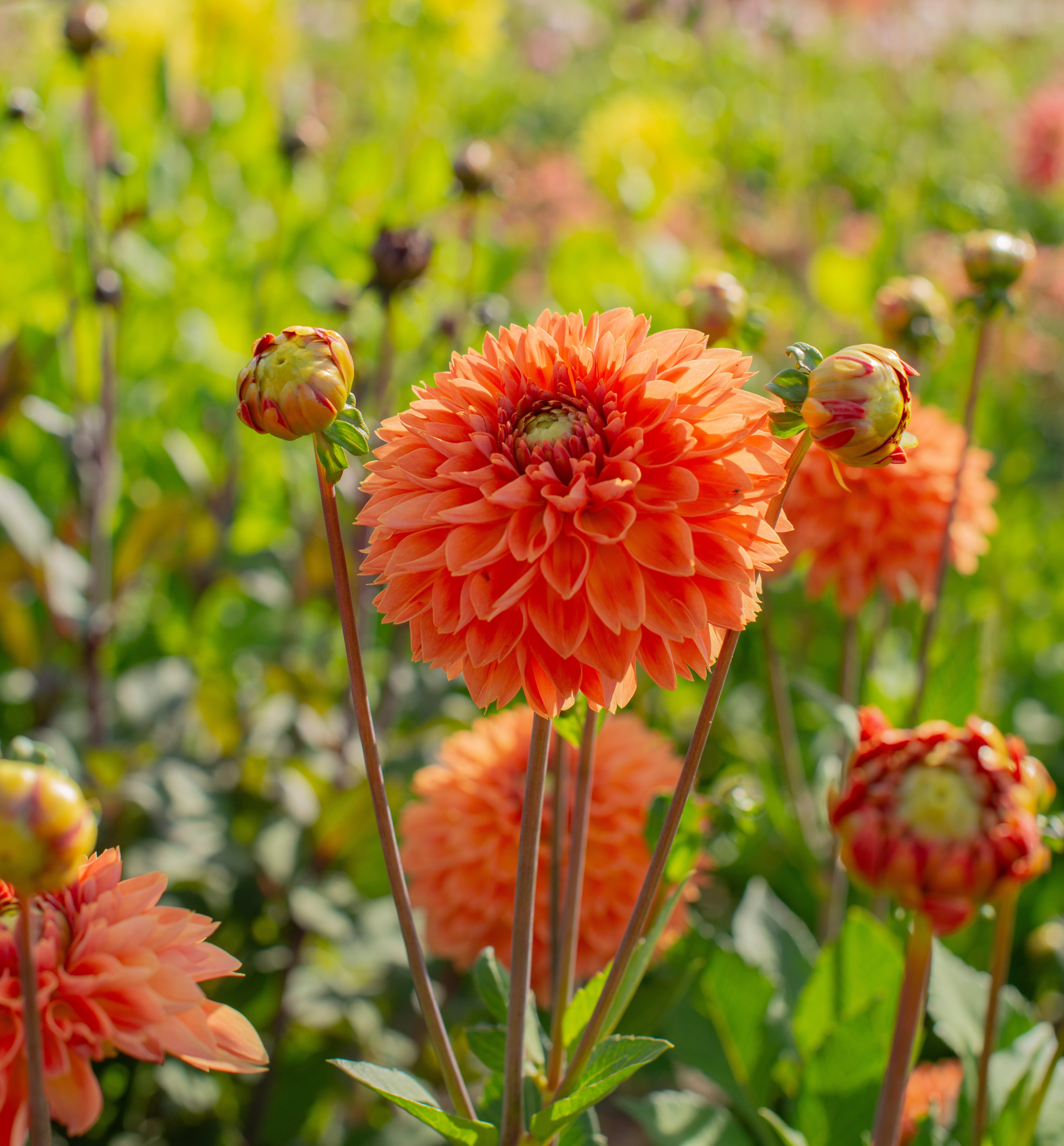 Dahlia Orange Impact