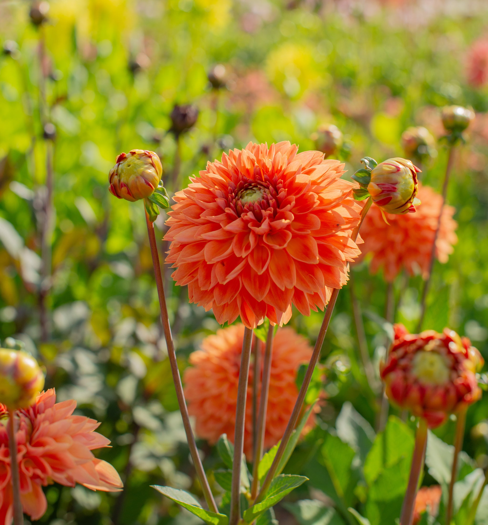 Dahlia Orange Impact