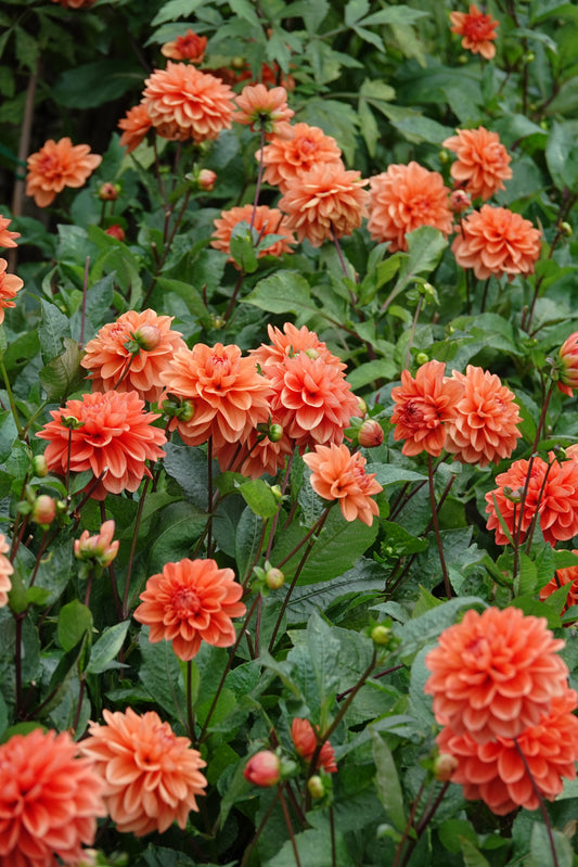 Dahlia Orange Nugget