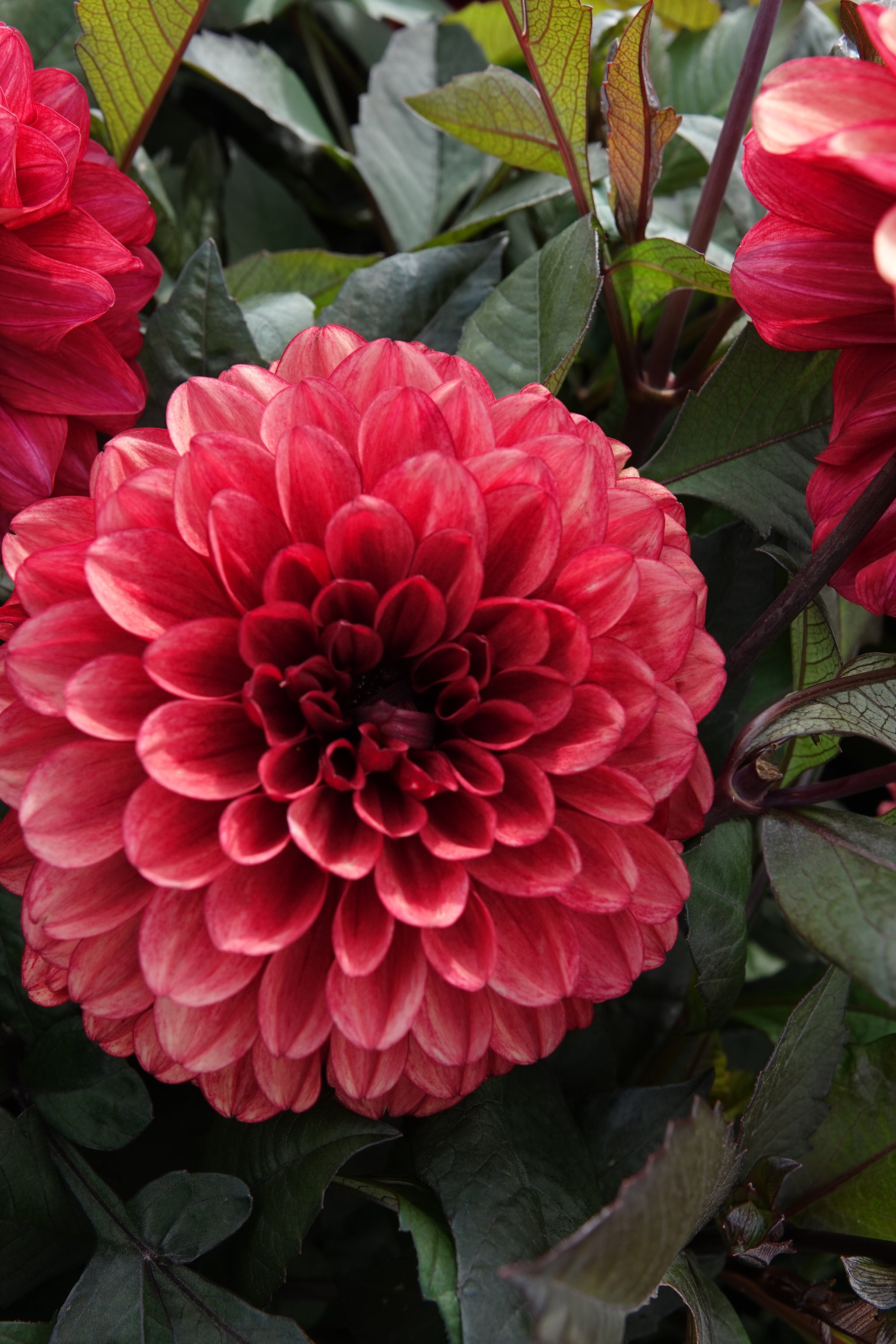 Dahlia Orient Express