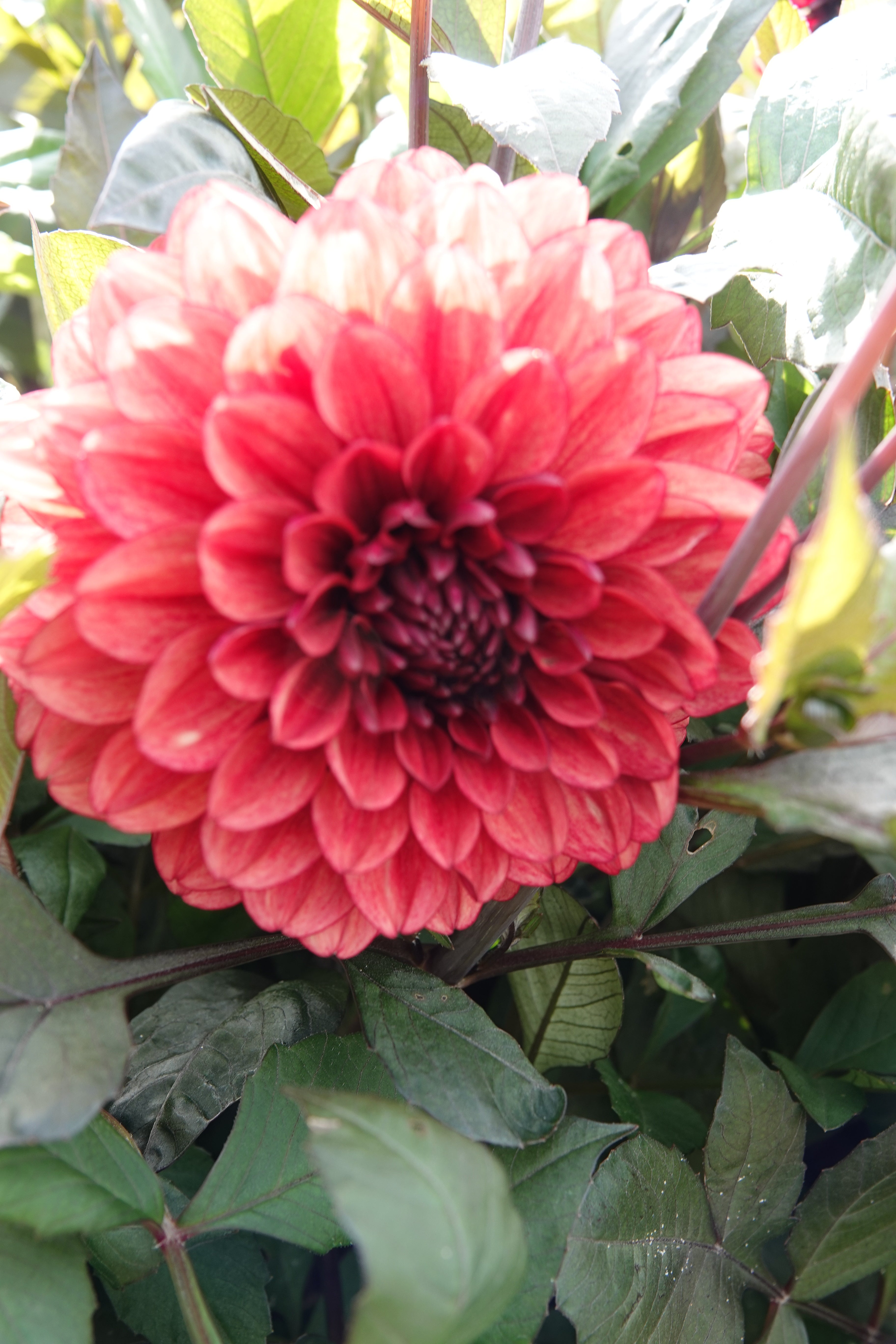 Dahlia Orient Express