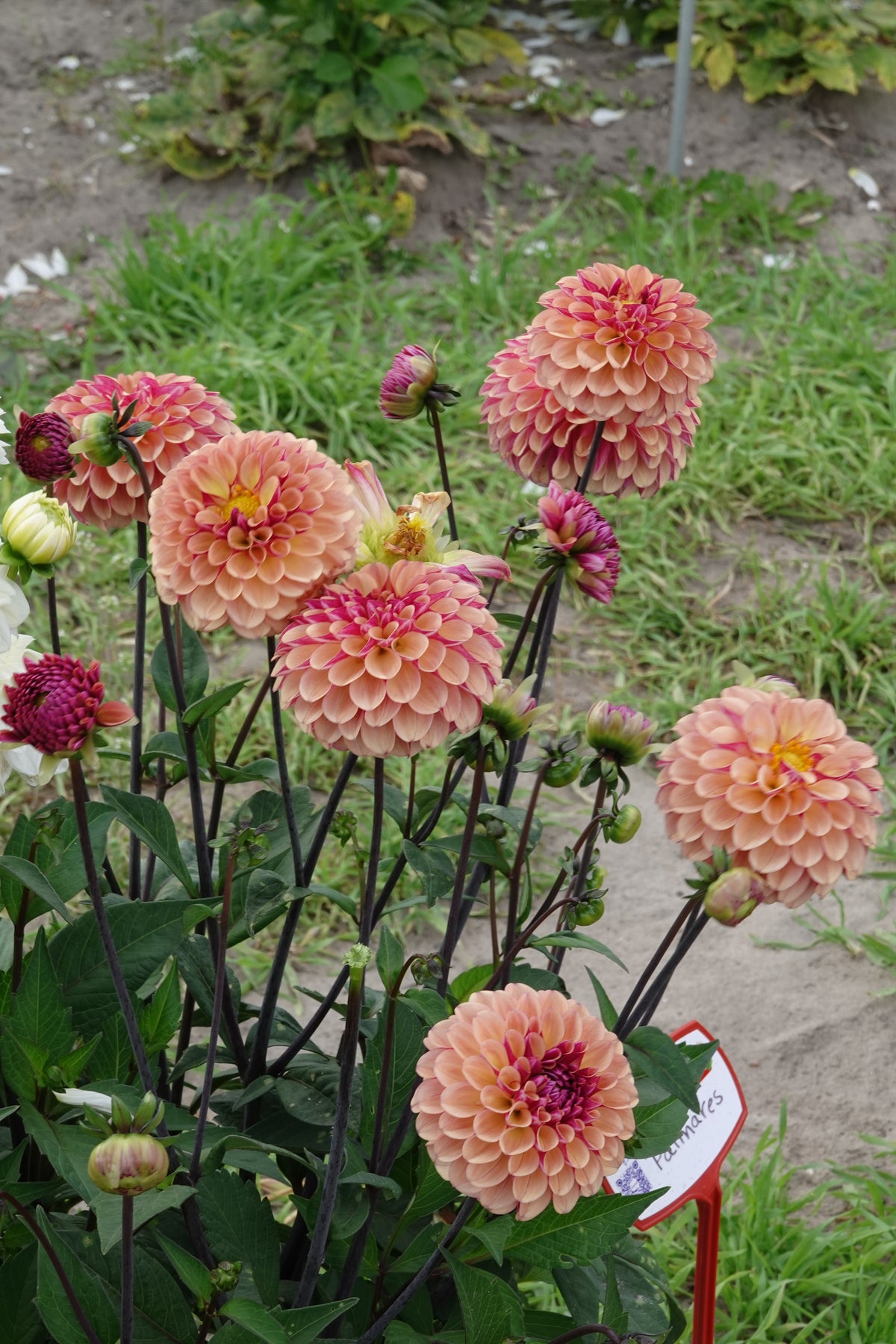 Dahlia Palmares