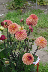 Dahlia Palmares