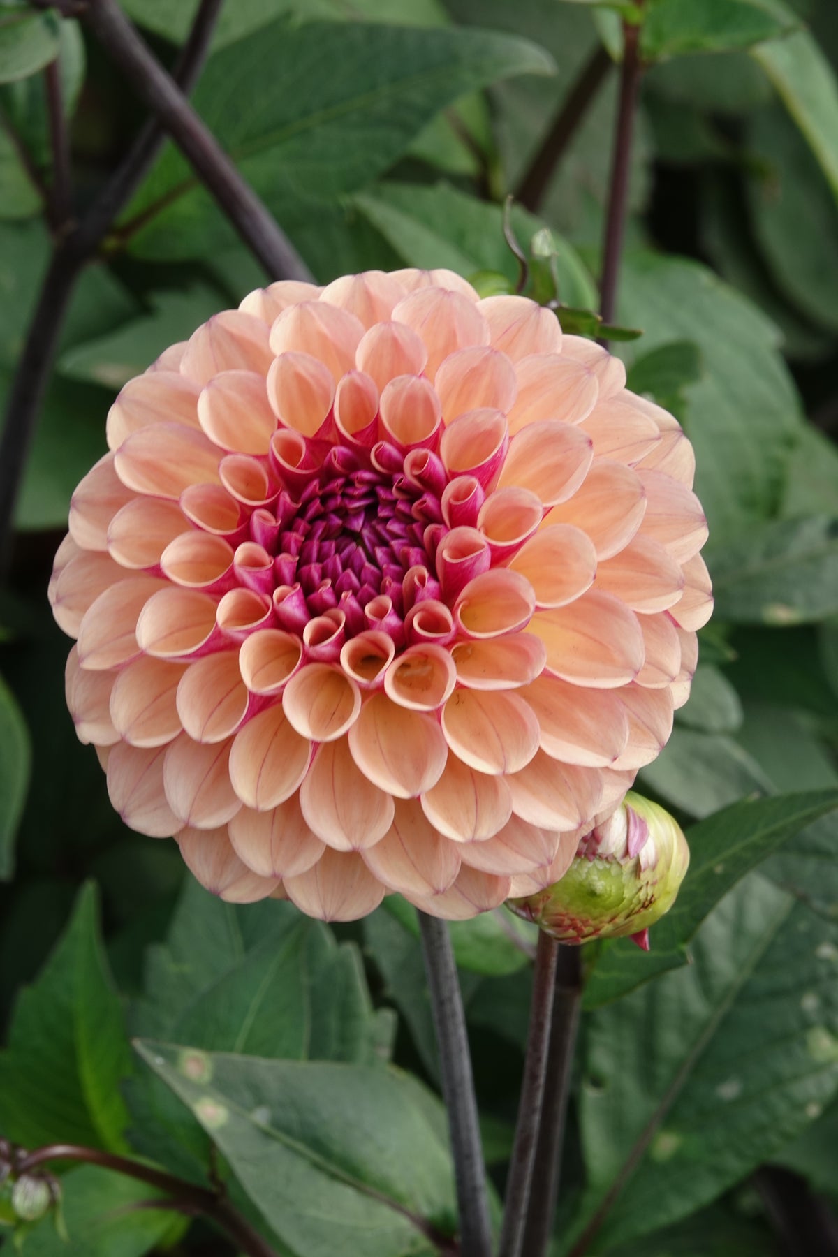 Dahlia Palmares